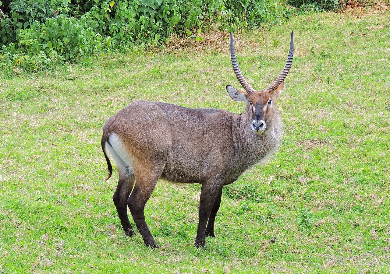 Waterbuck