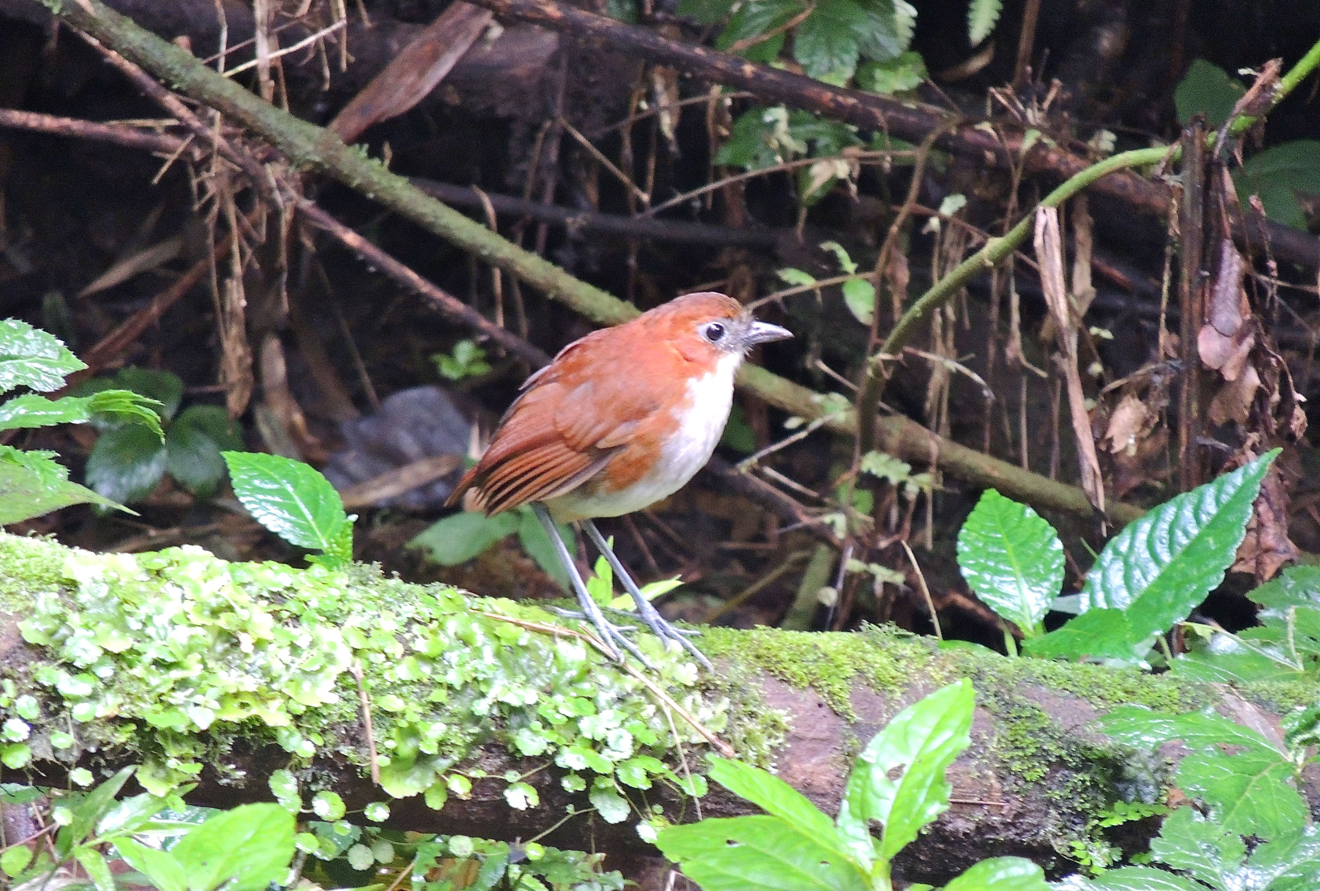 White-bellied Antpitta