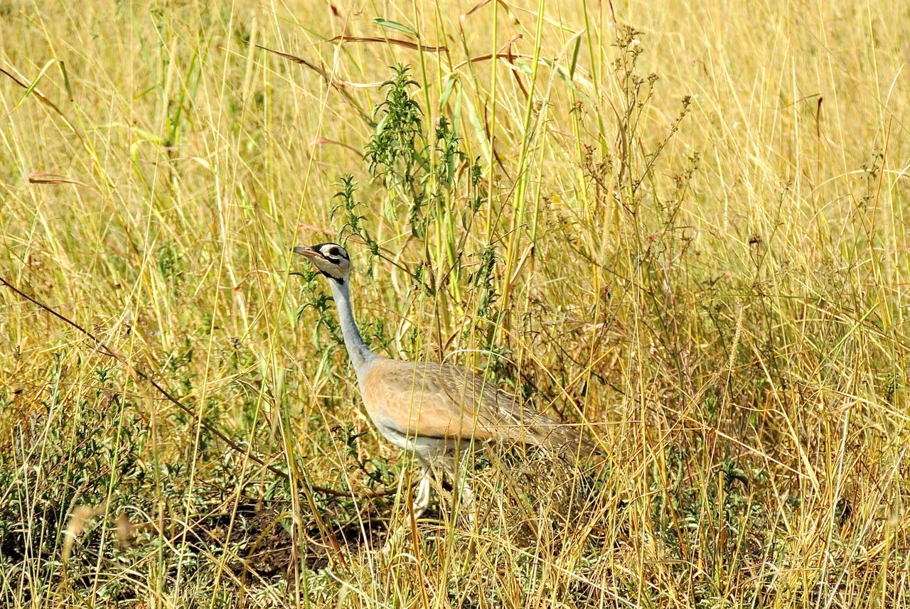 White-bellied Bustard