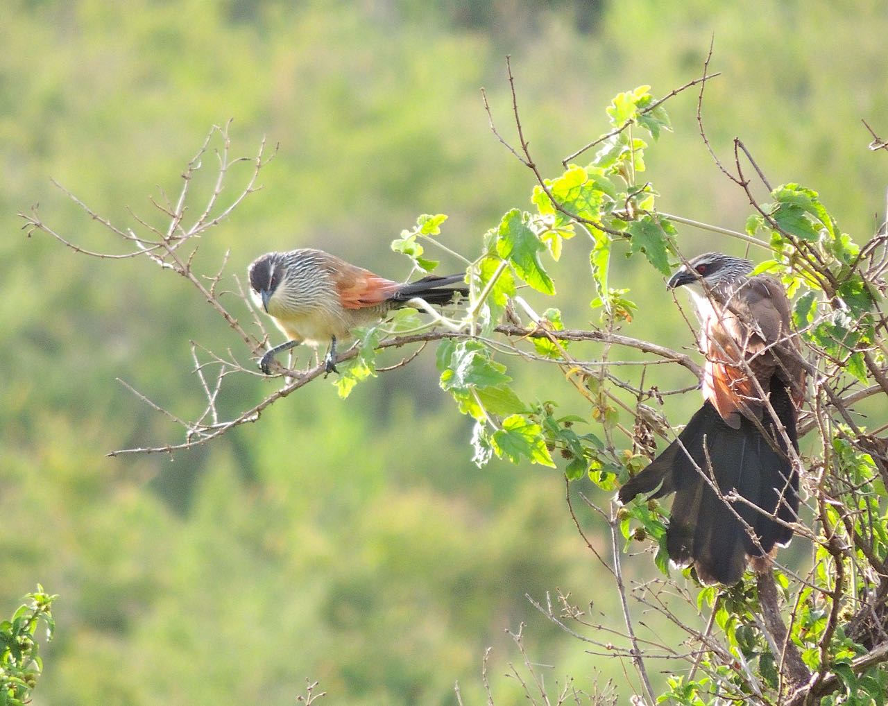 White-browed Coucals