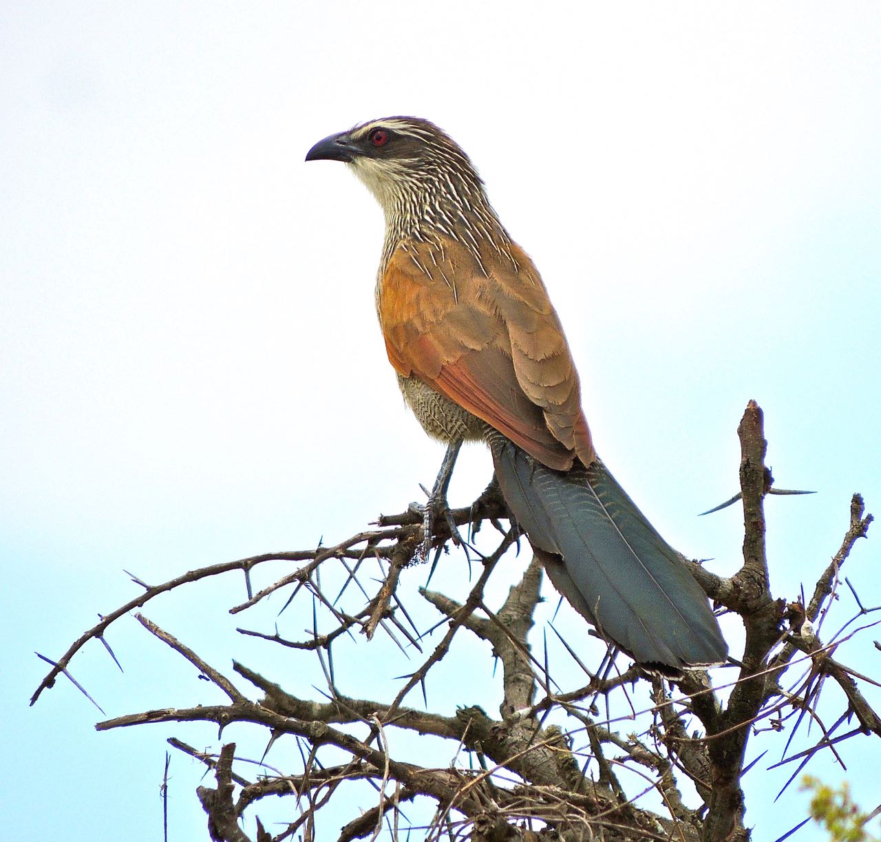 White-browed Coucal