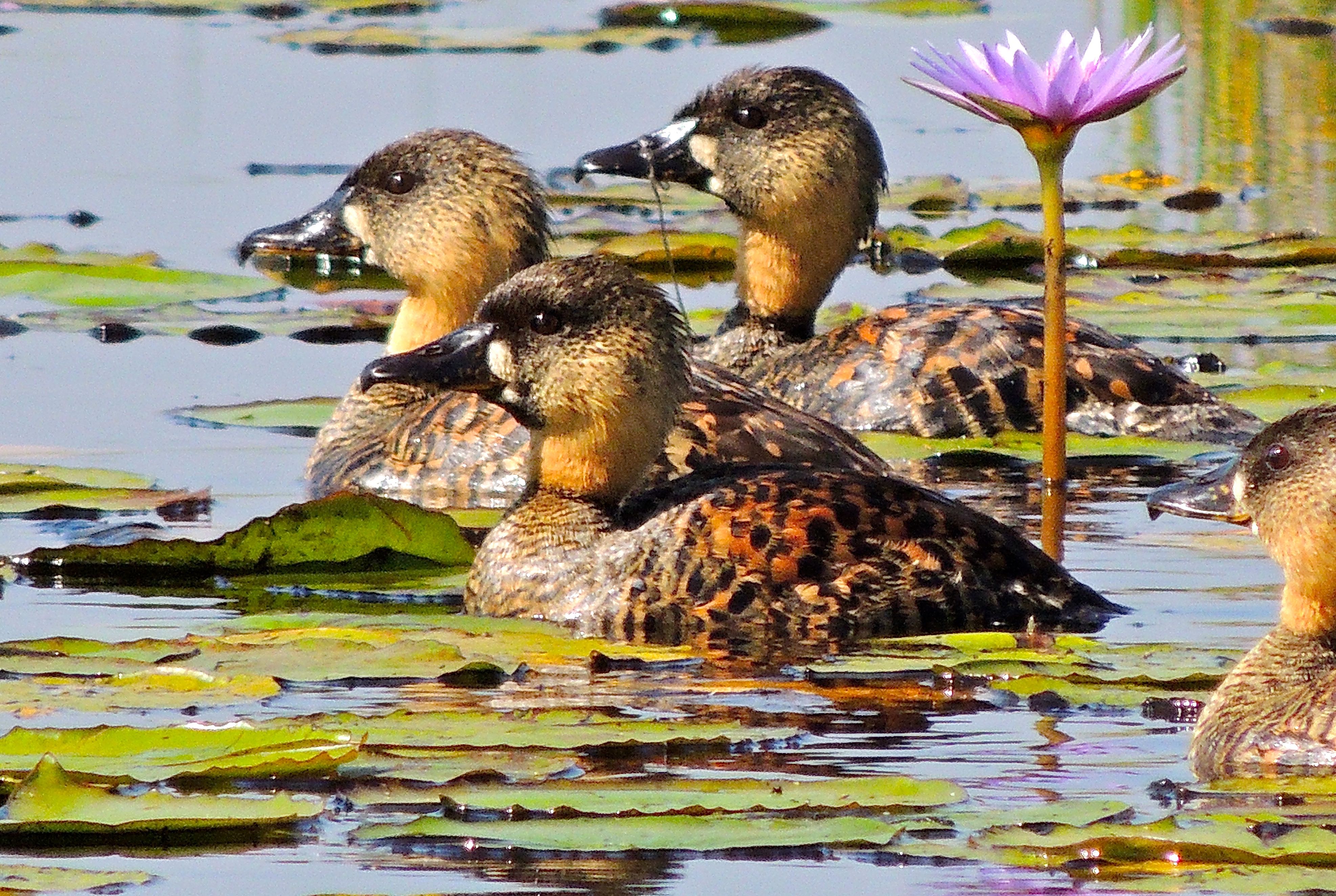 White-backed Duck