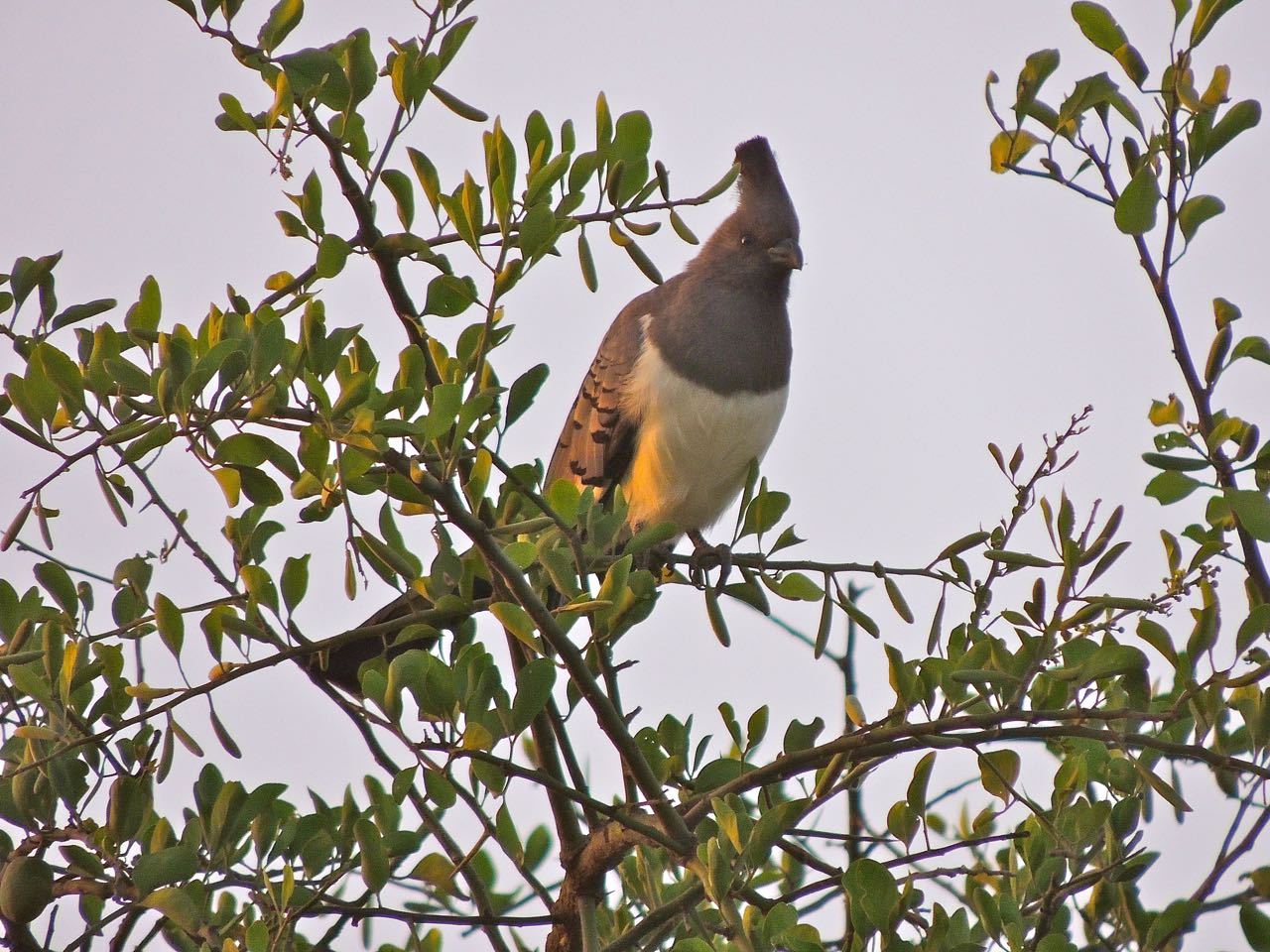 White-bellied Go-away-bird