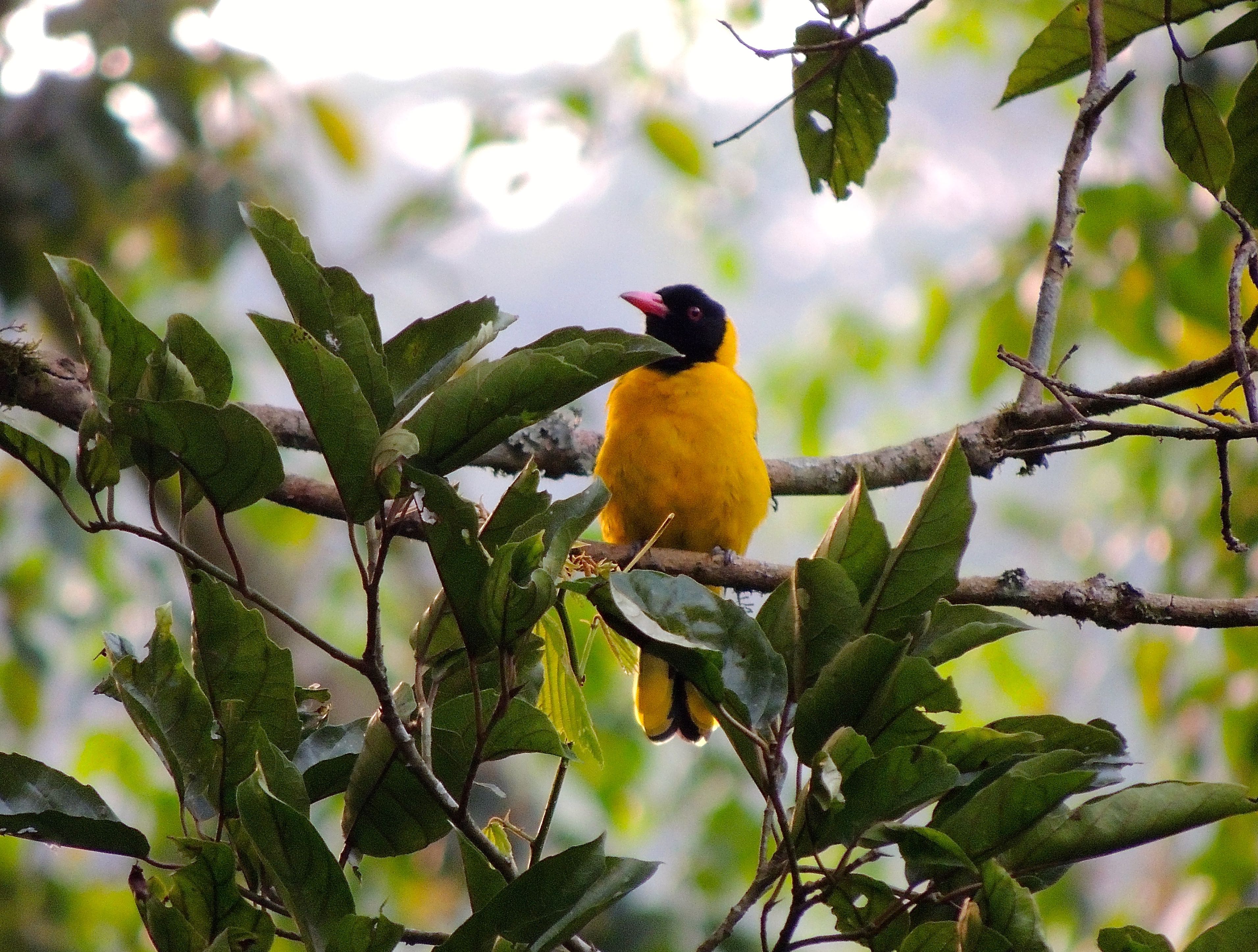 Western (Black-headed) Oriole