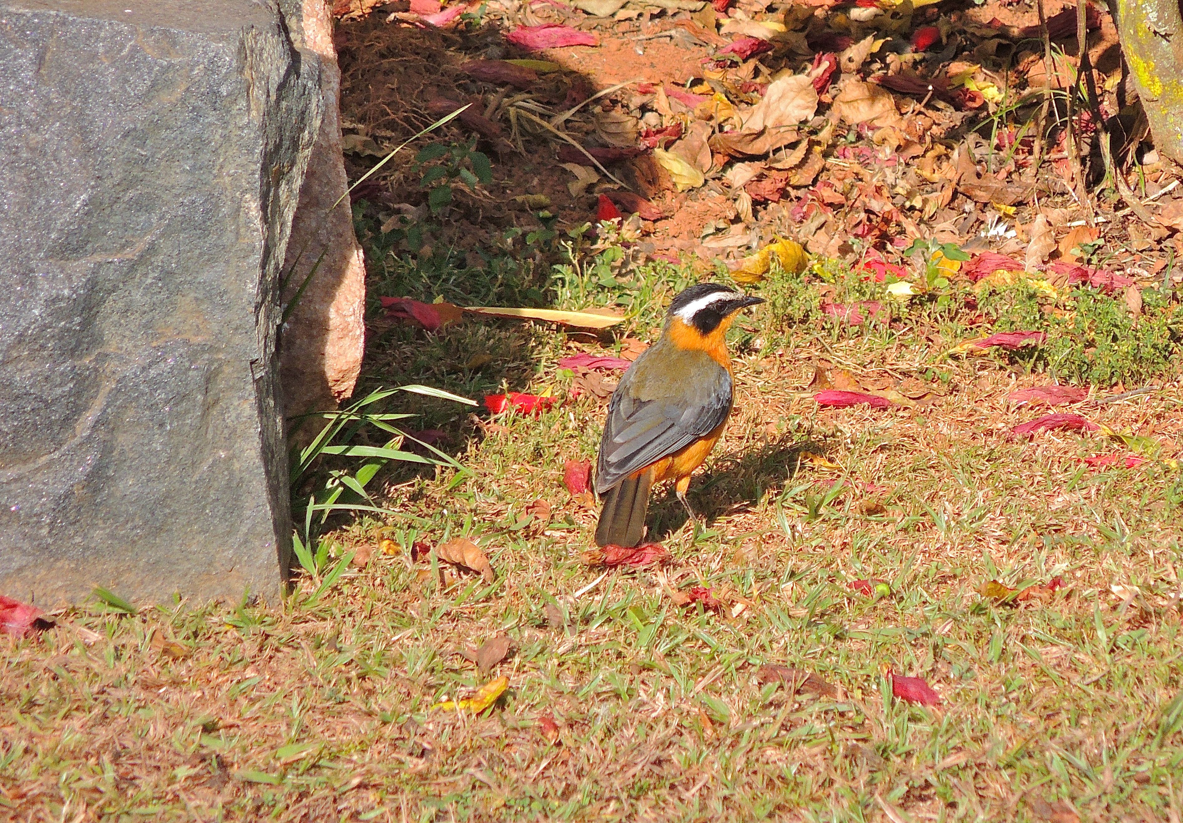 White-browed Robin-Chat