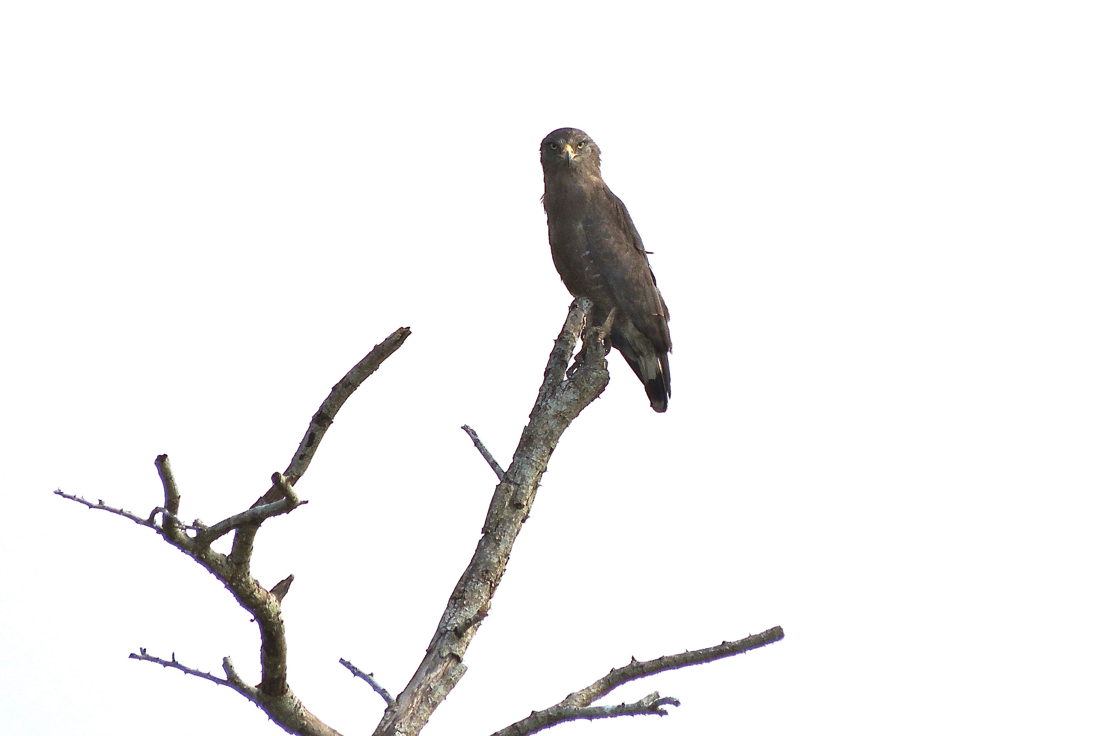 Western Banded Snake-Eagle