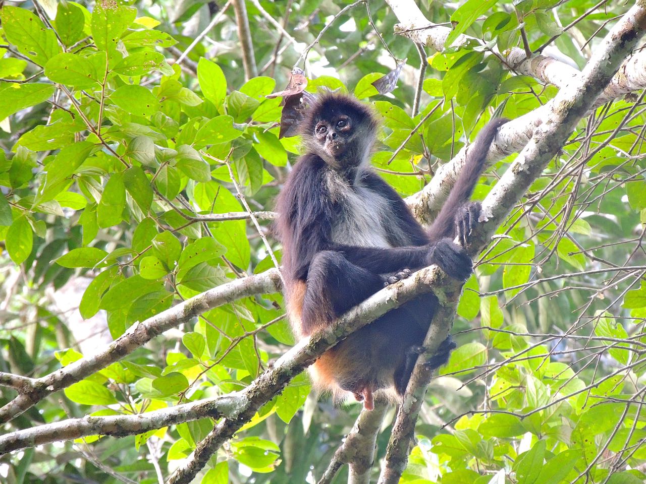 White-bellied Spider Monkey