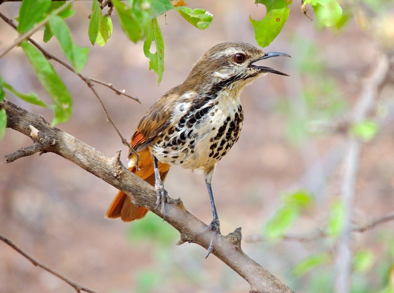 White-browed Scrub-Robin