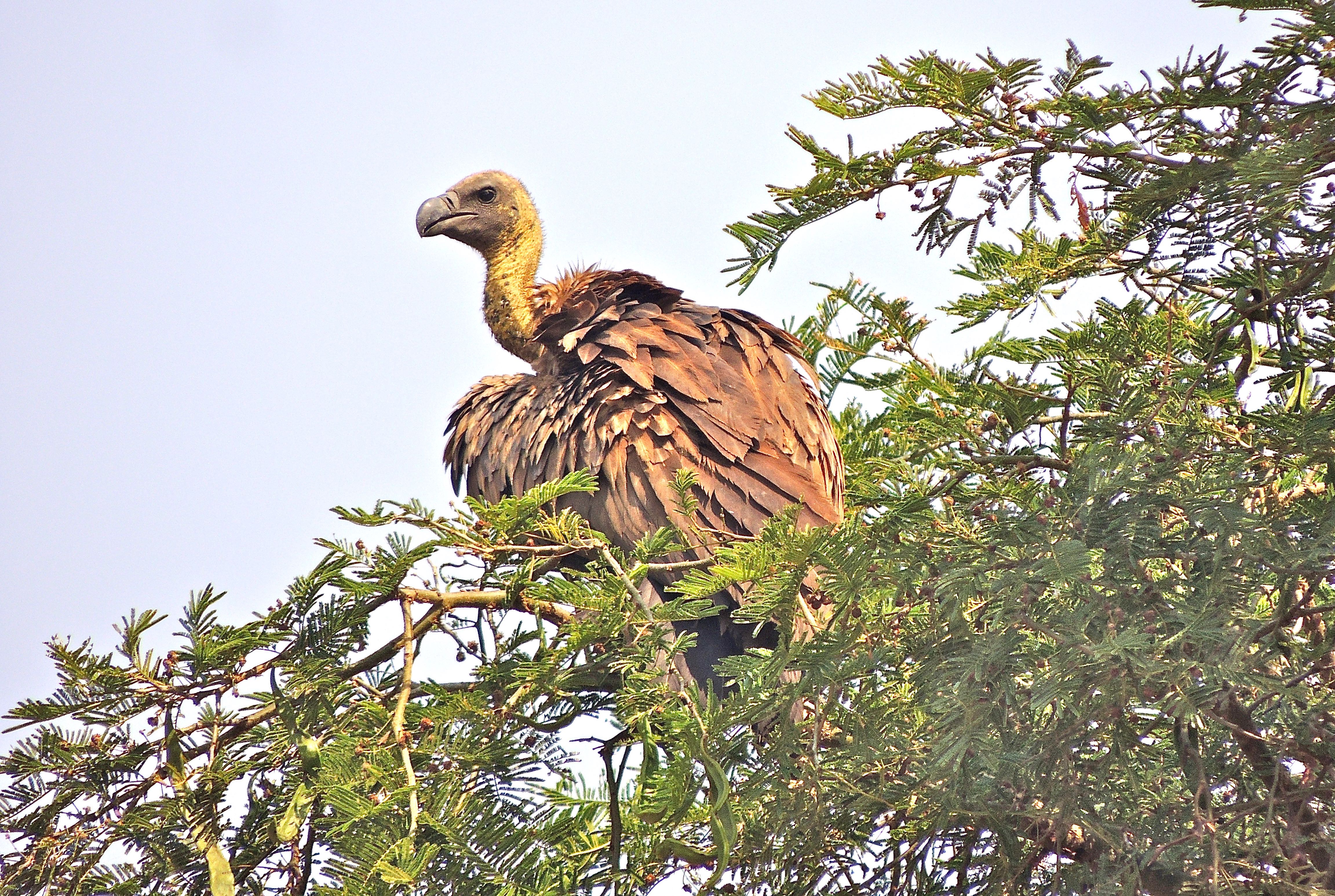 African White-backed Vultures