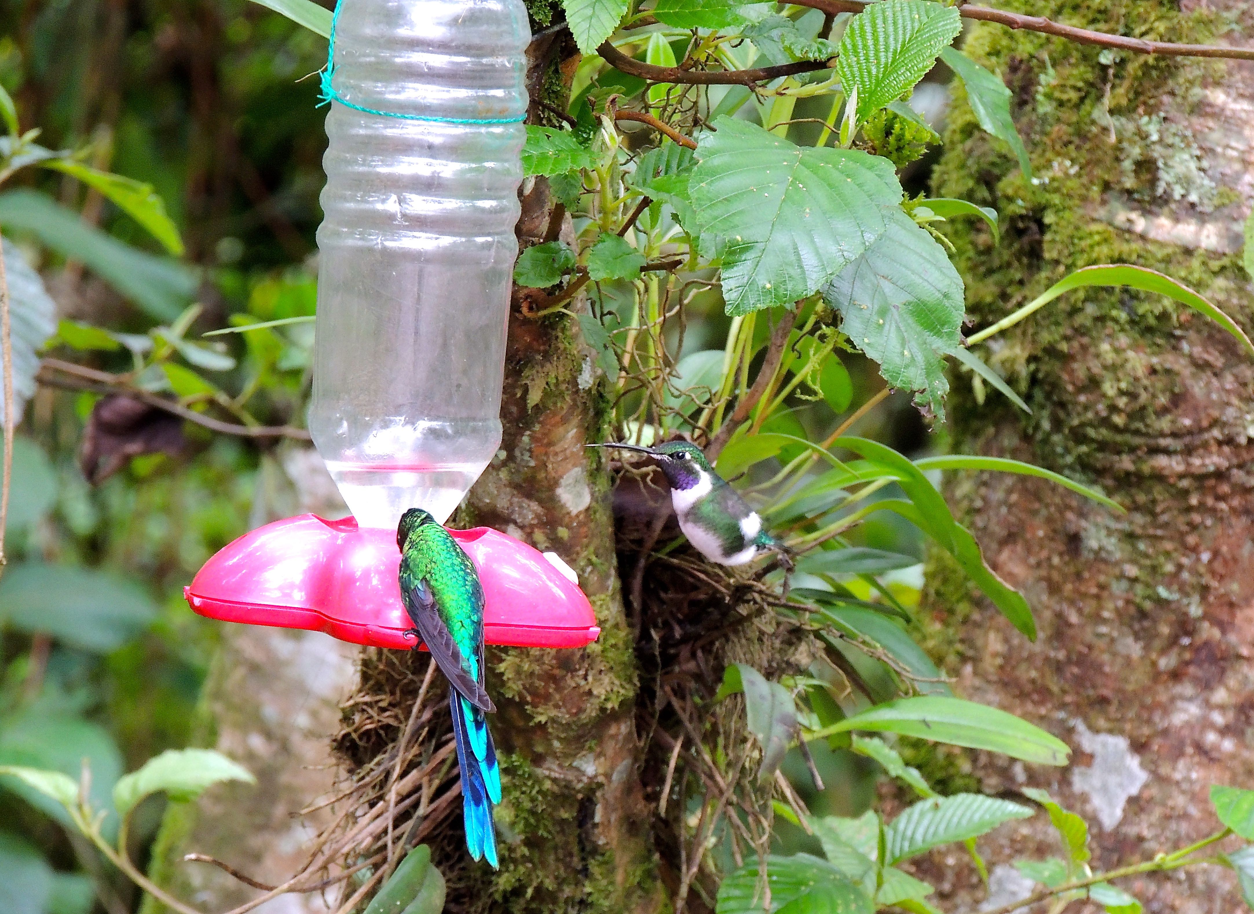 White-bellied Woodstar and Long-tailed Sylph