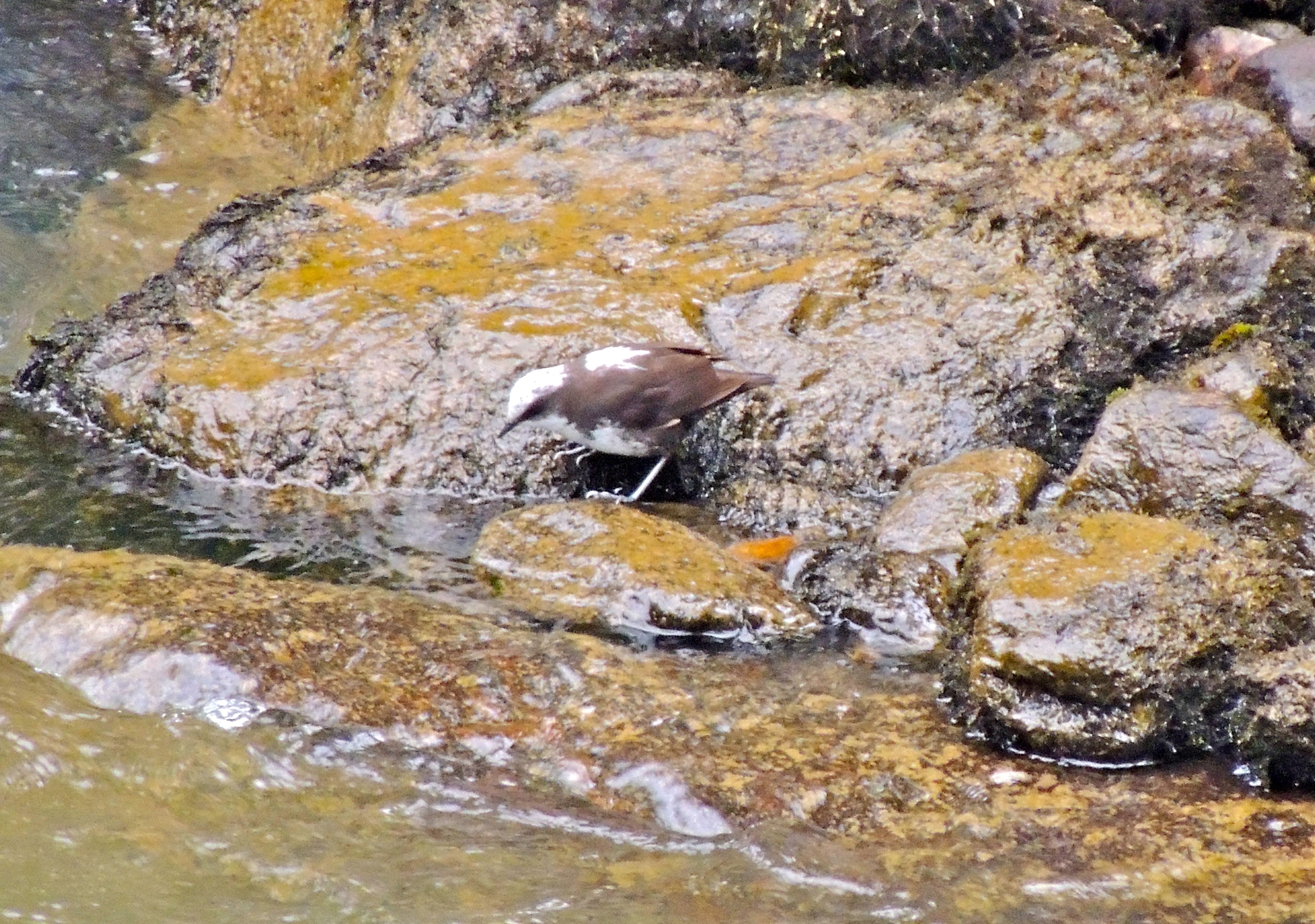 White-capped Dipper