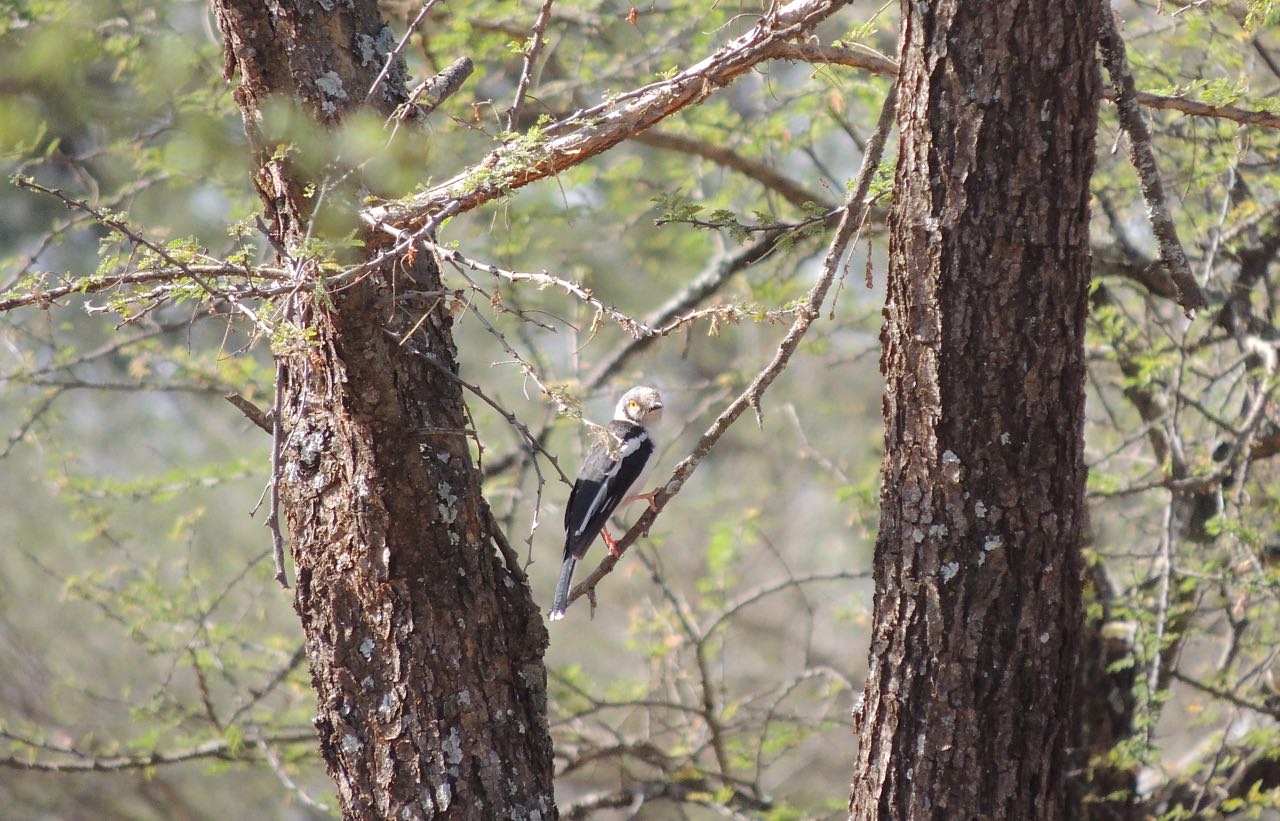 White-crested Helmet-Shrike