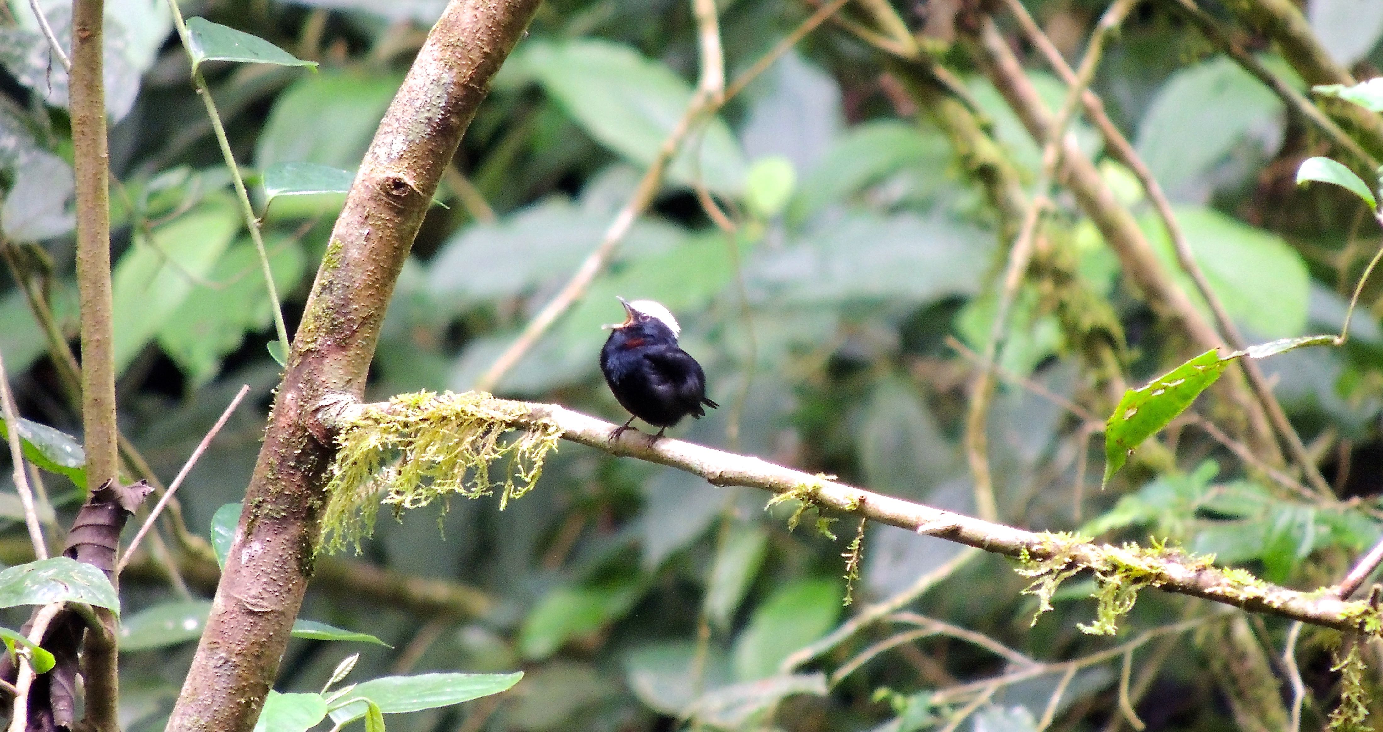 White-crowned Manakin