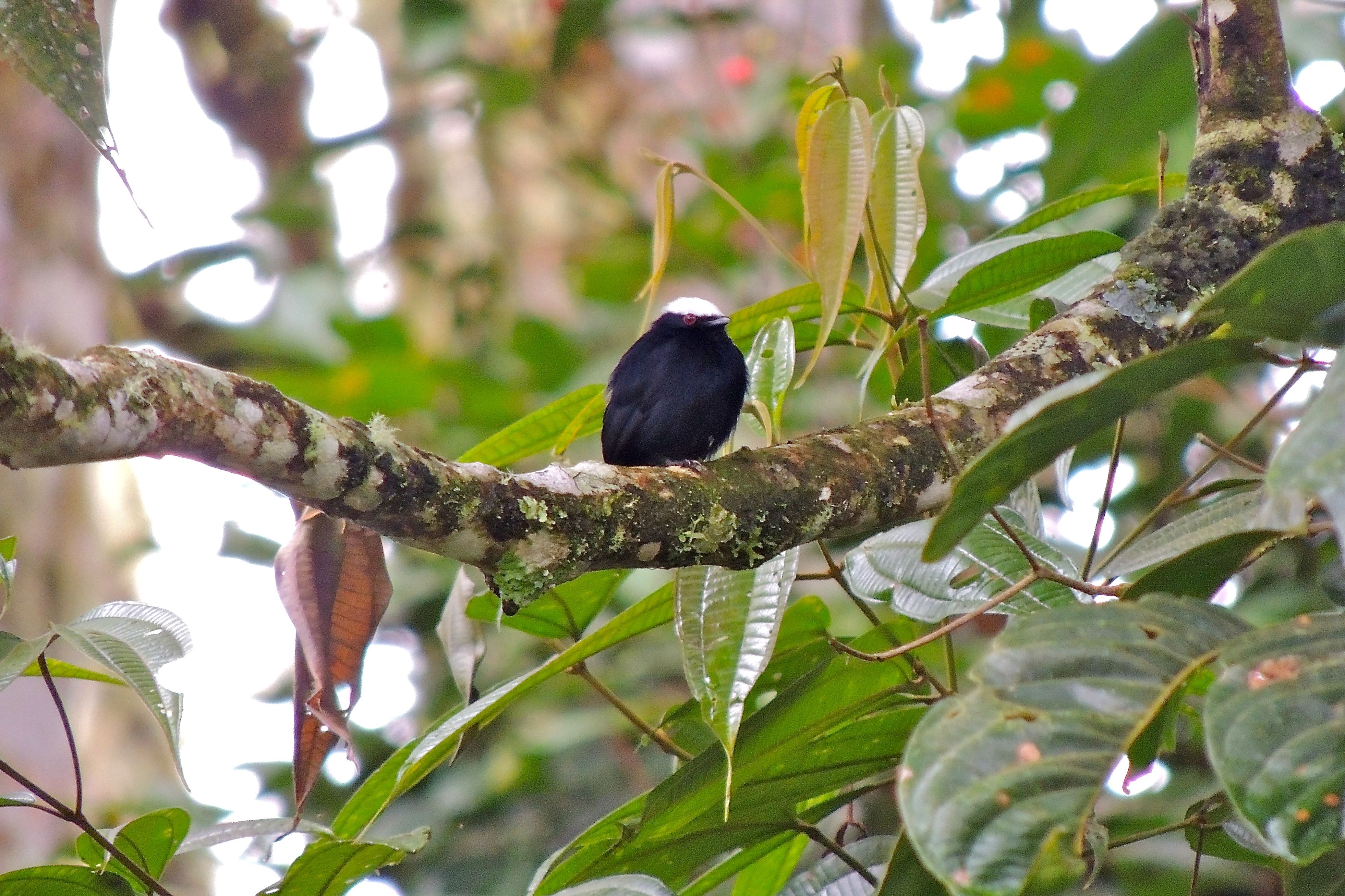 White-crowned Manakin