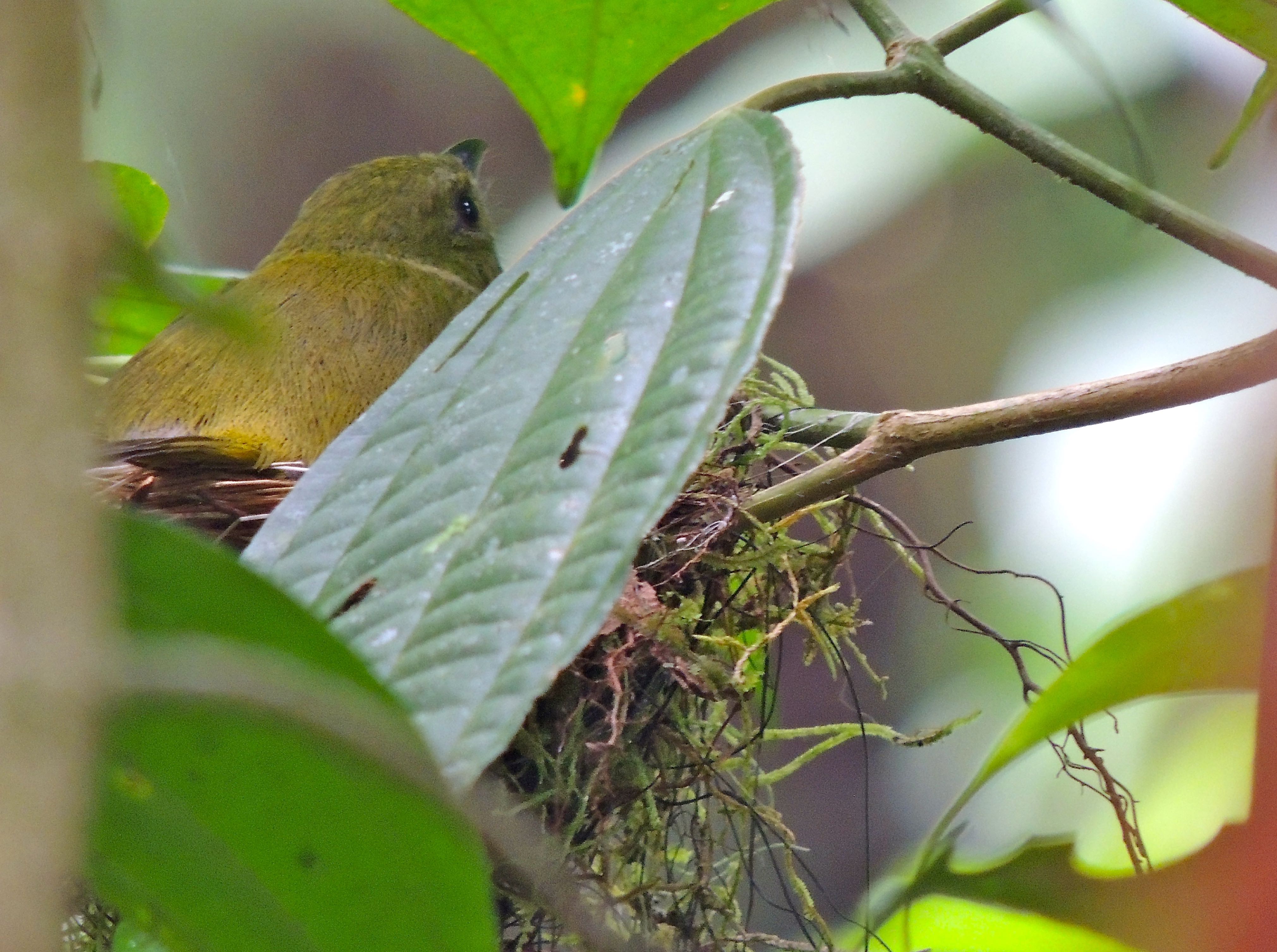 White-collared Manakin Nest