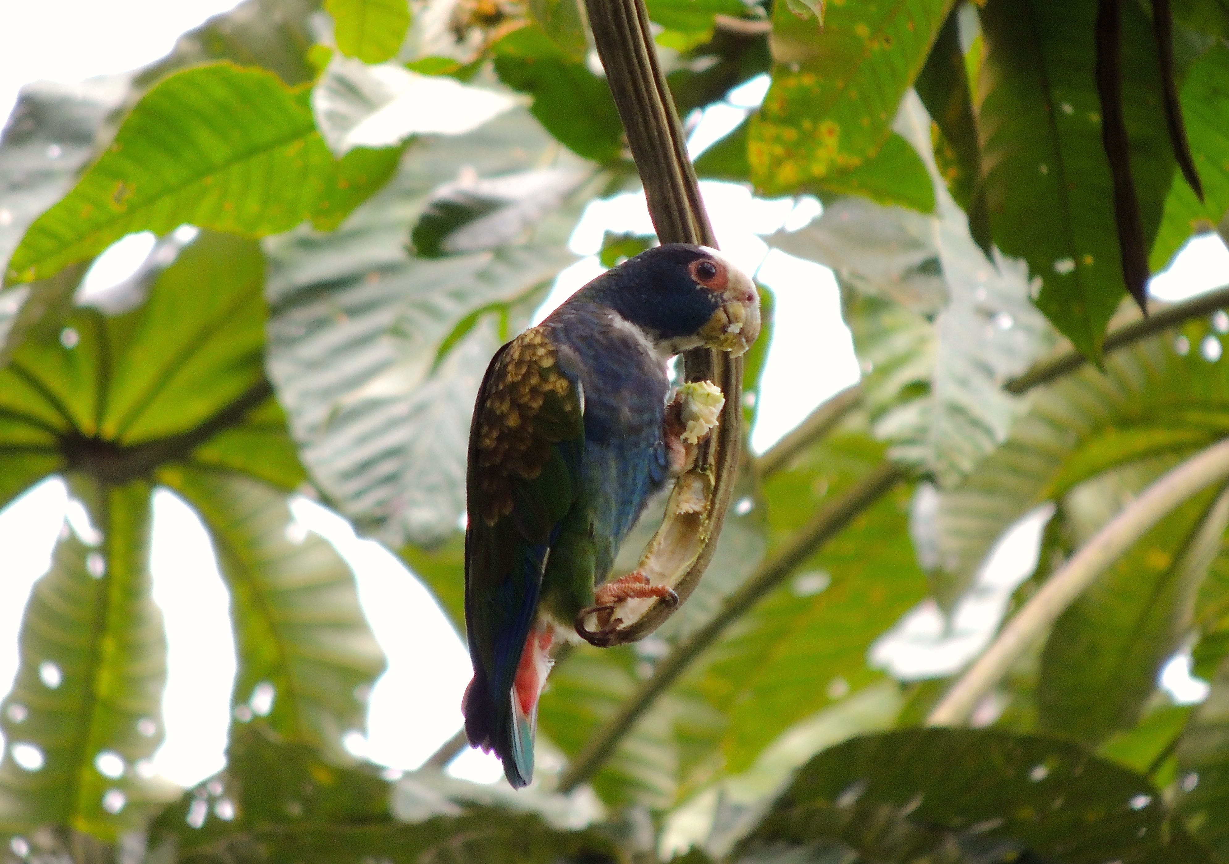 White-crowned Parrot