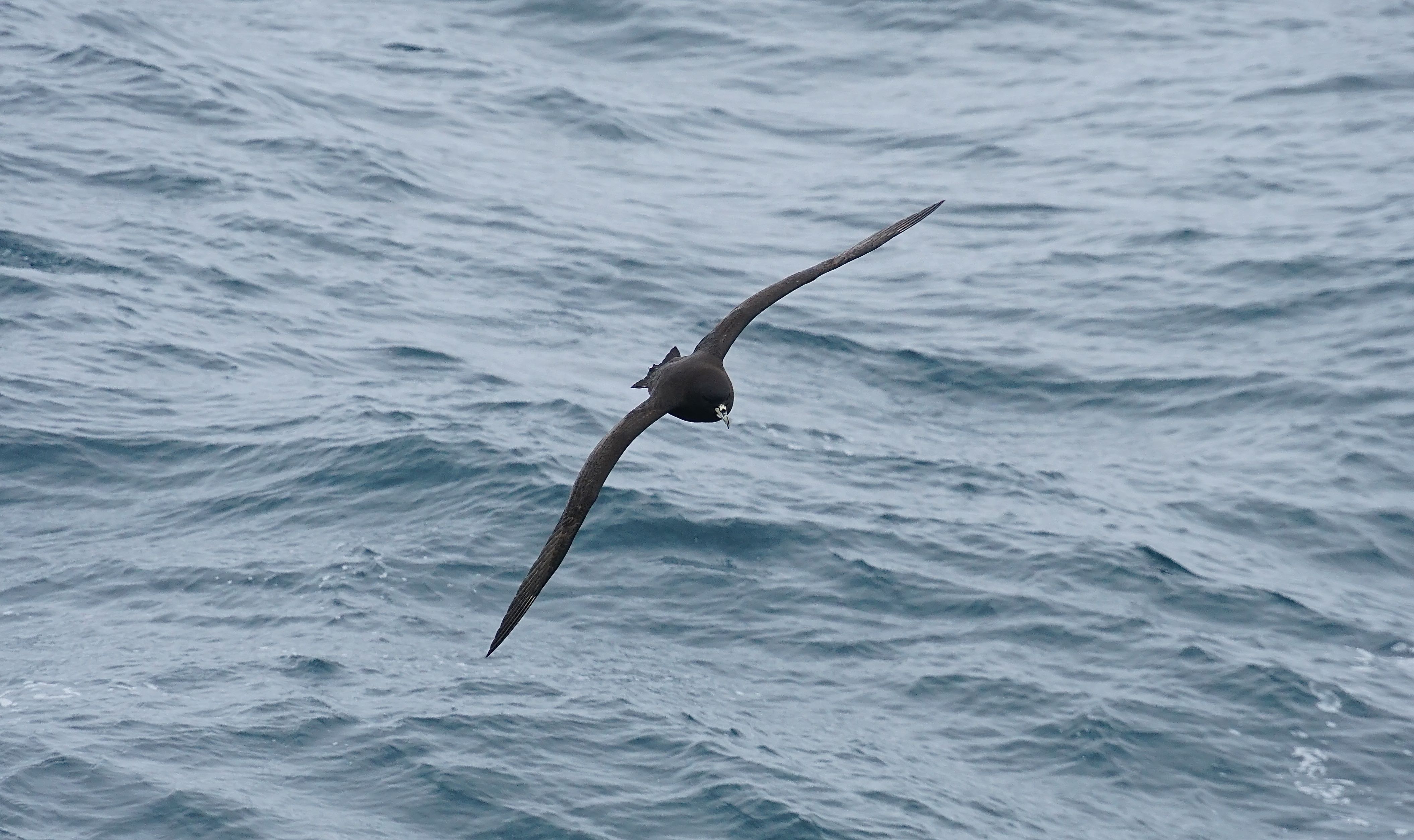 White-chinned Petrel