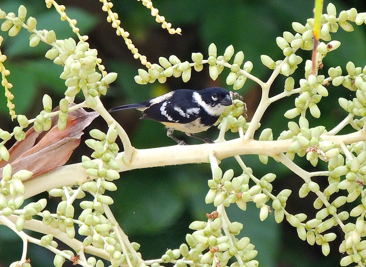 White-collared Seedeater