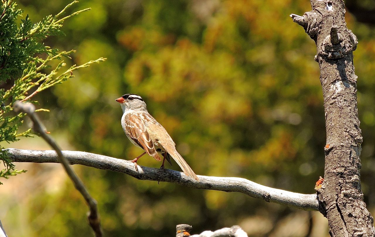 White-crowned Sparrow