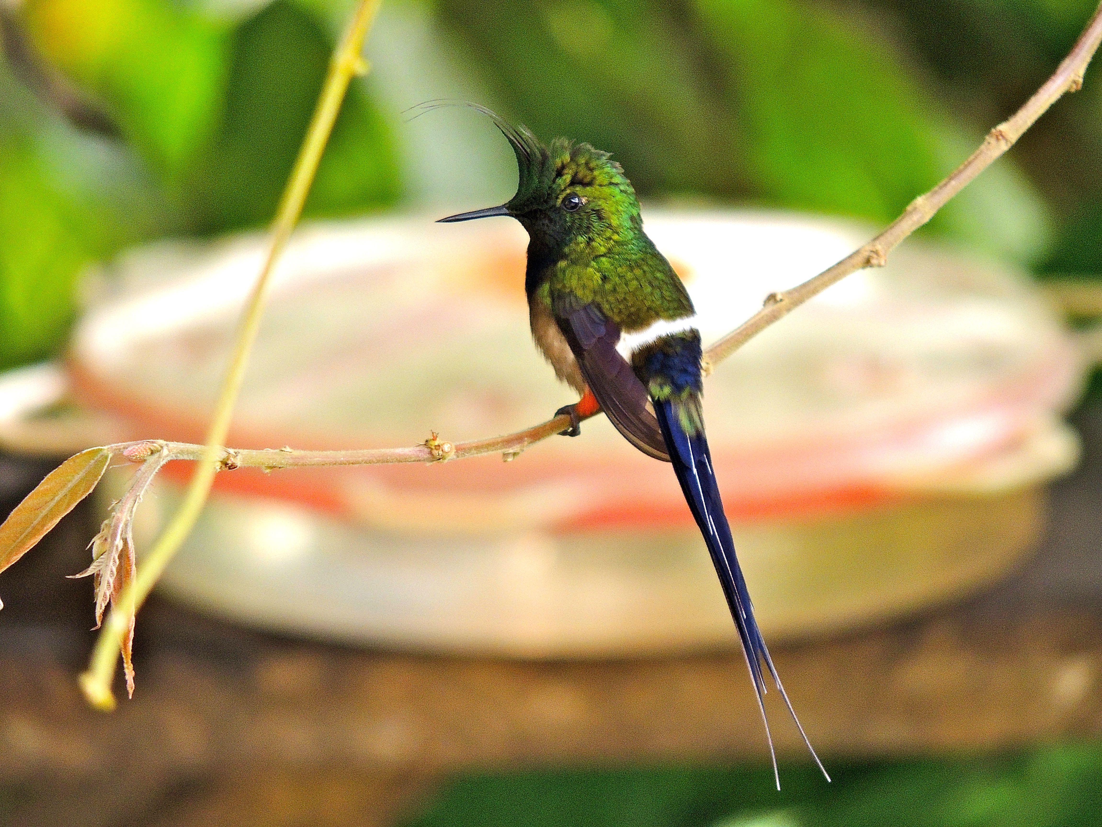 Wire-crested Thorntail