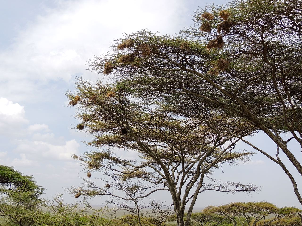 Weaver Nests