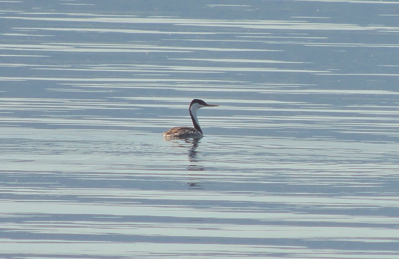 Western Grebe