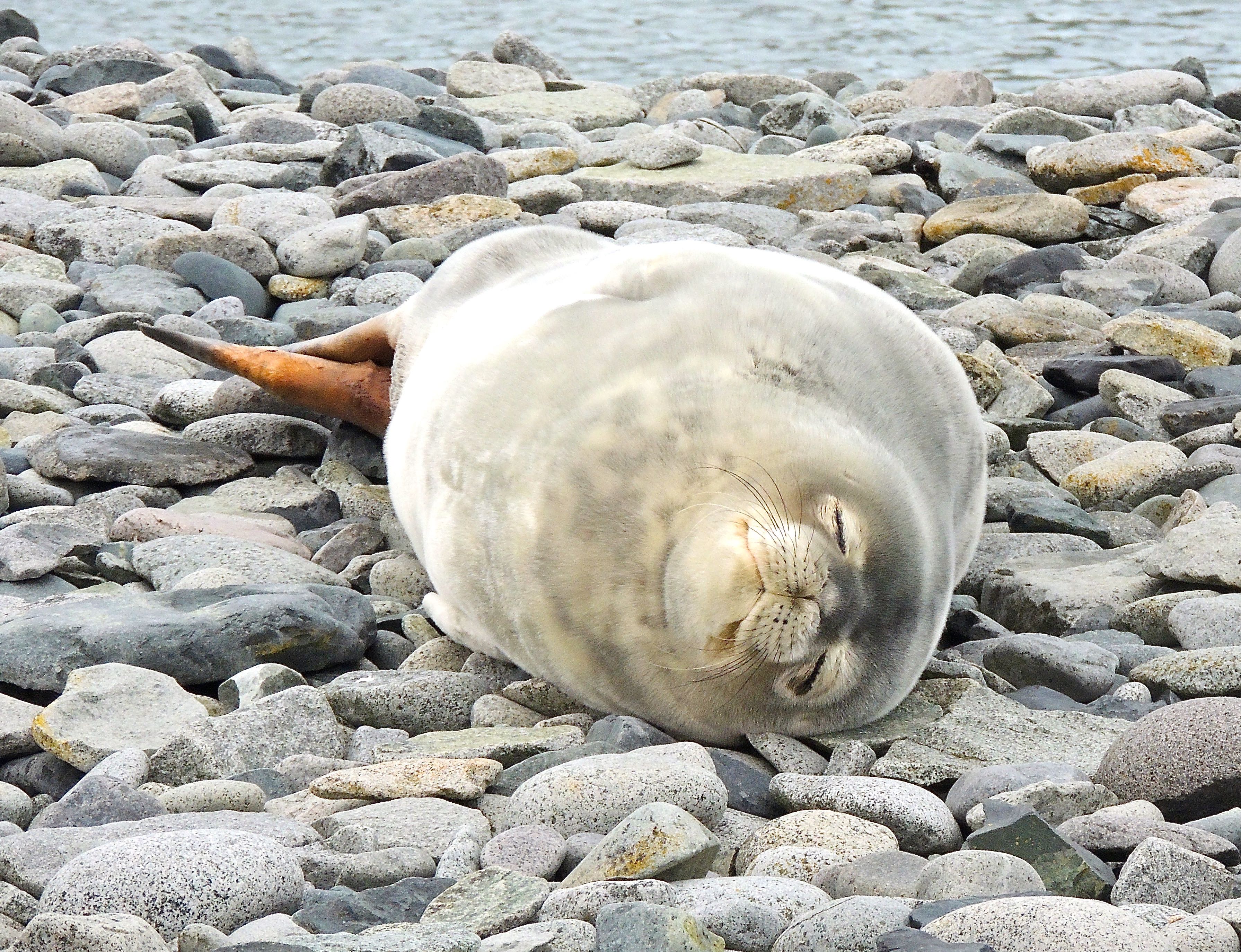 Weddell Seal