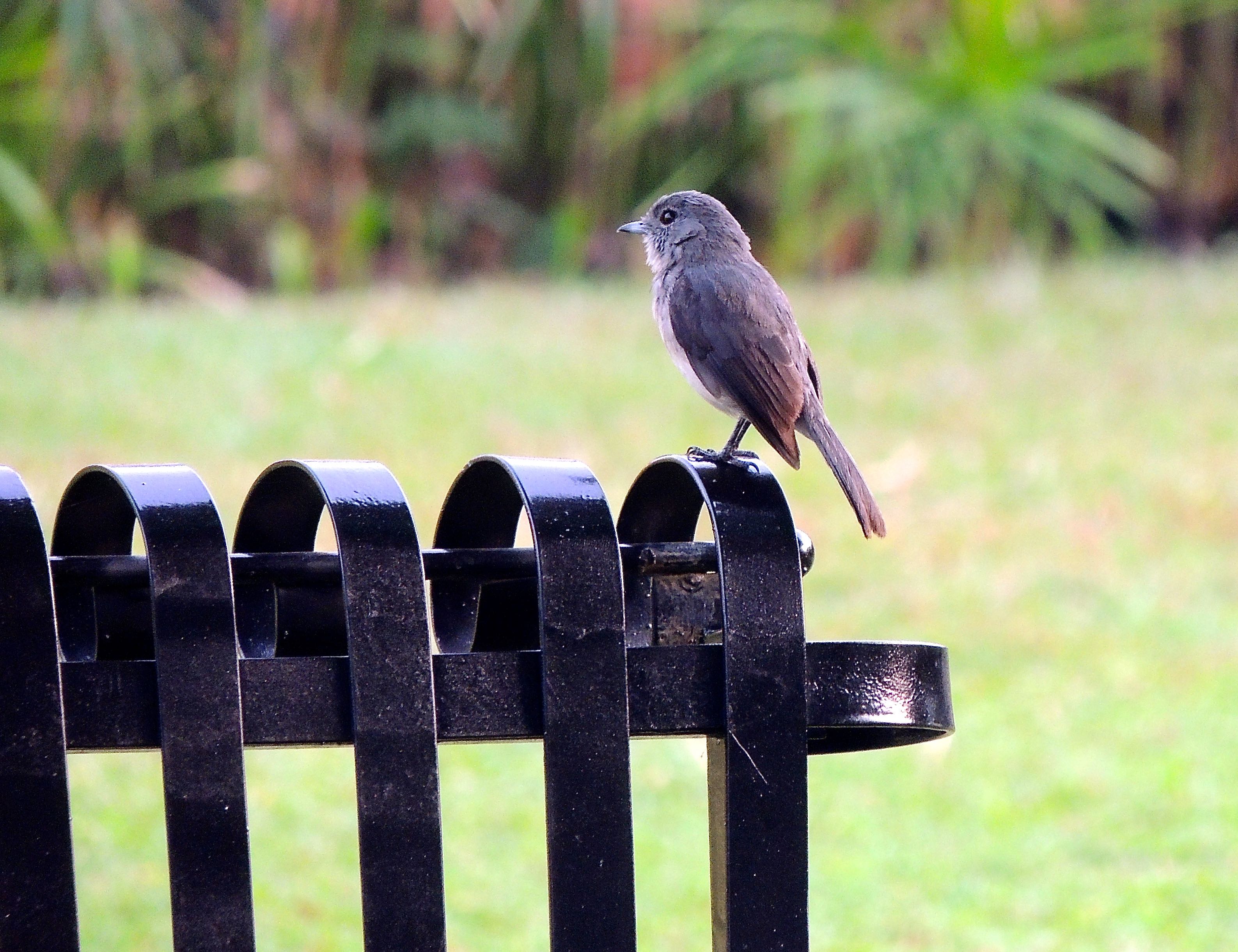 White-eyed Slaty Flycatcher