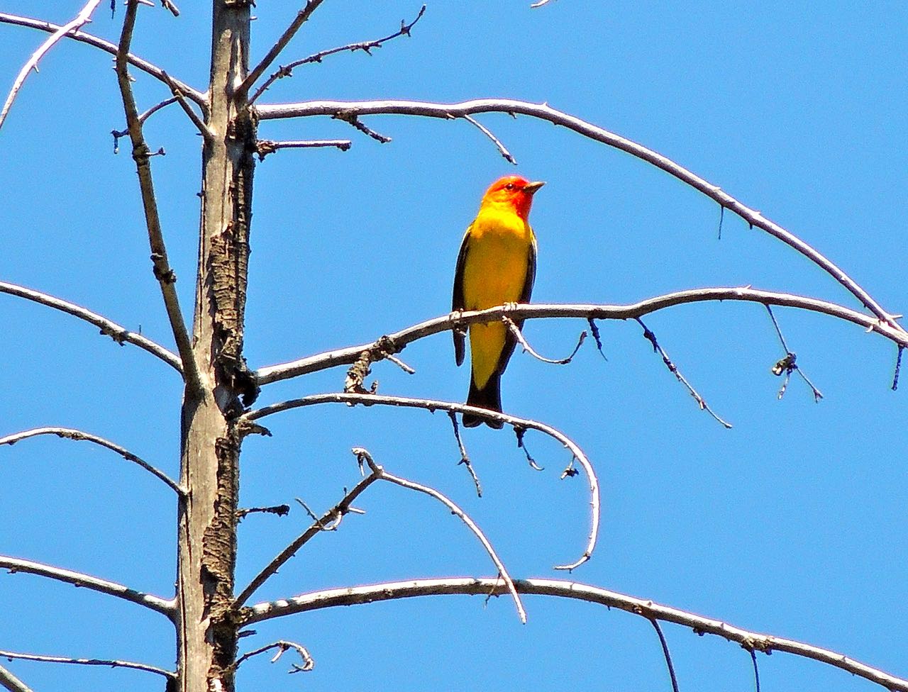 Western Tanager