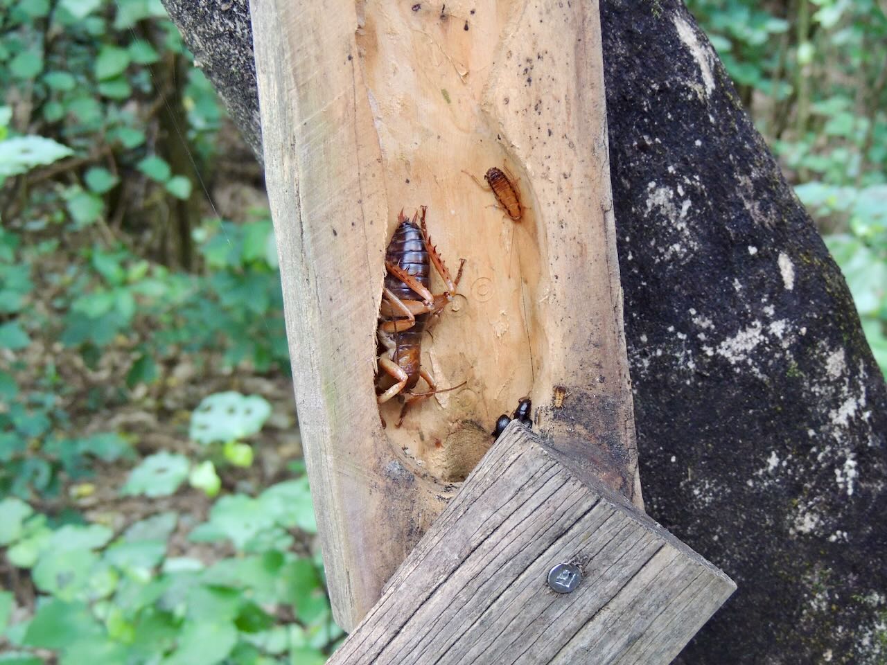 Weta Motel