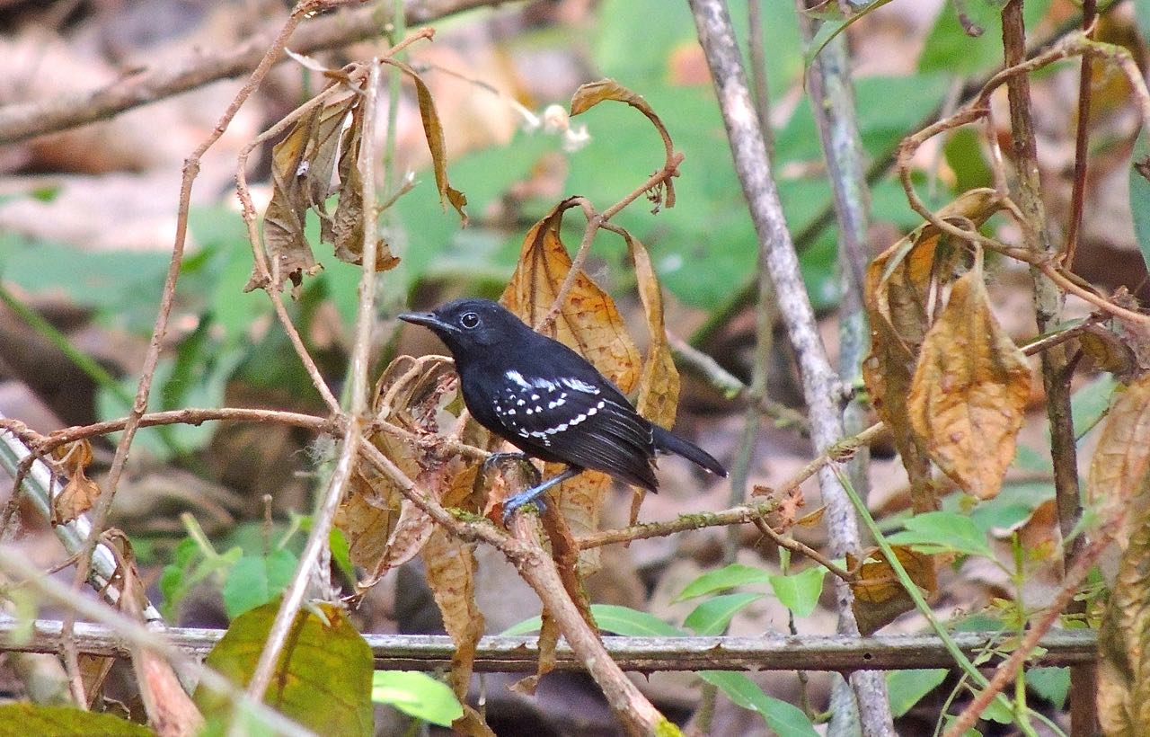 White-flanked Antwren