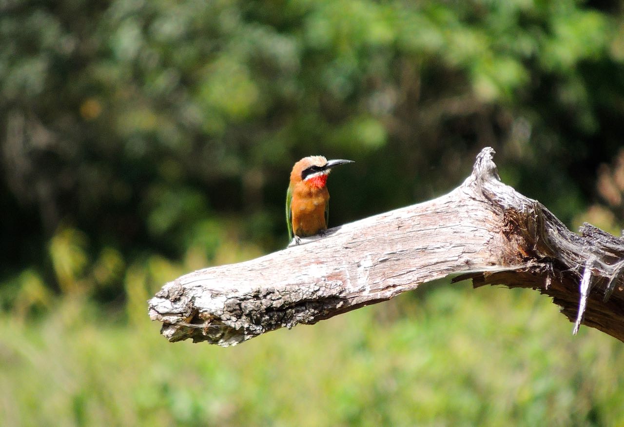 White-fronted Bee-eater