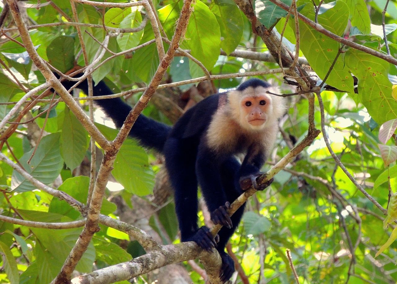 White-faced Capuchin