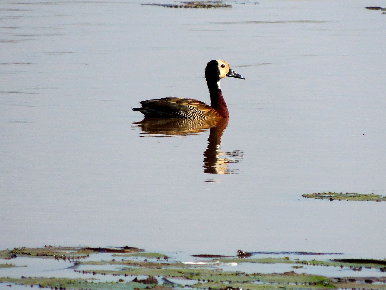 White-faced Whistling-Duck