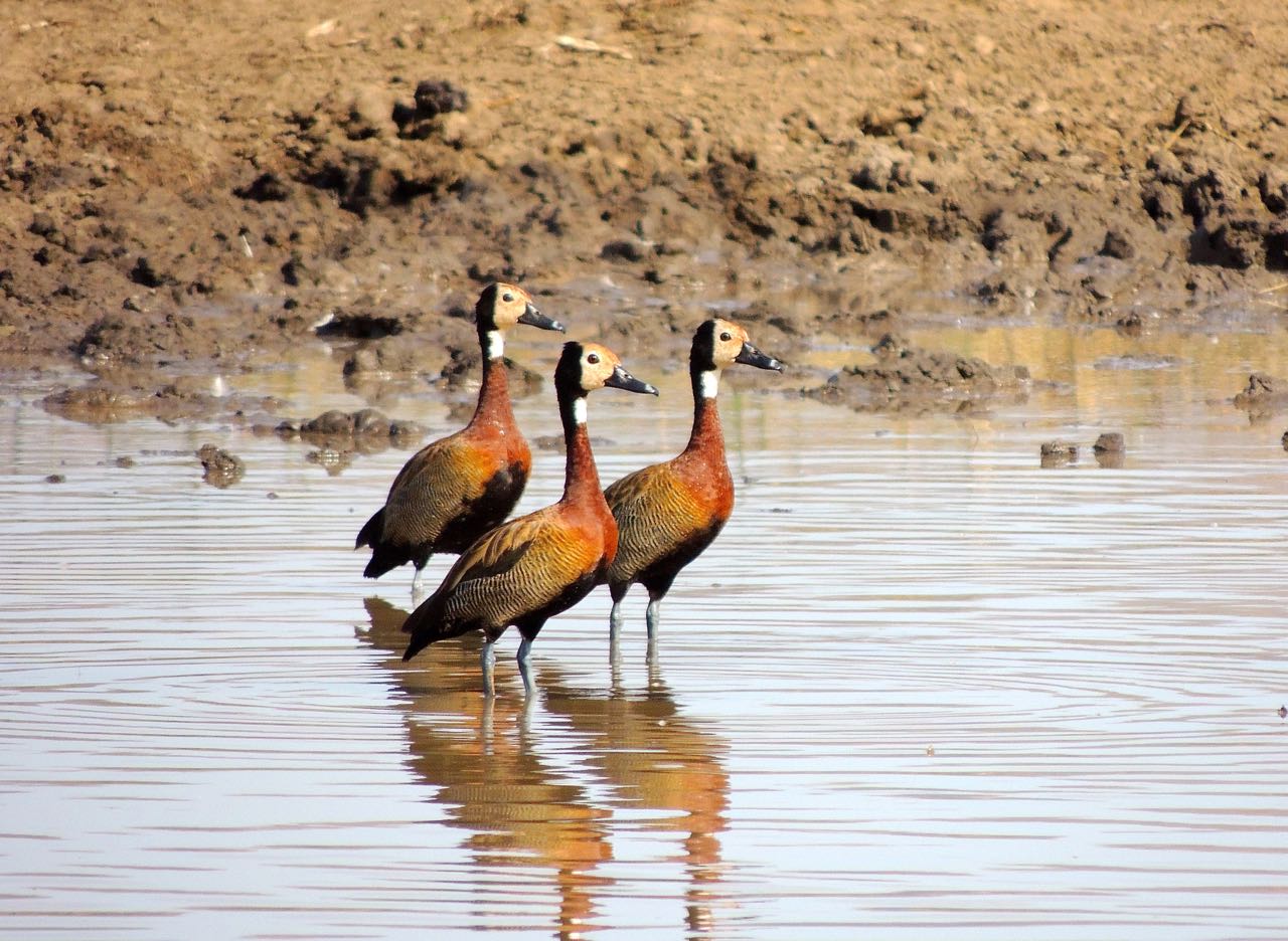 White-faced Whistling-Ducks