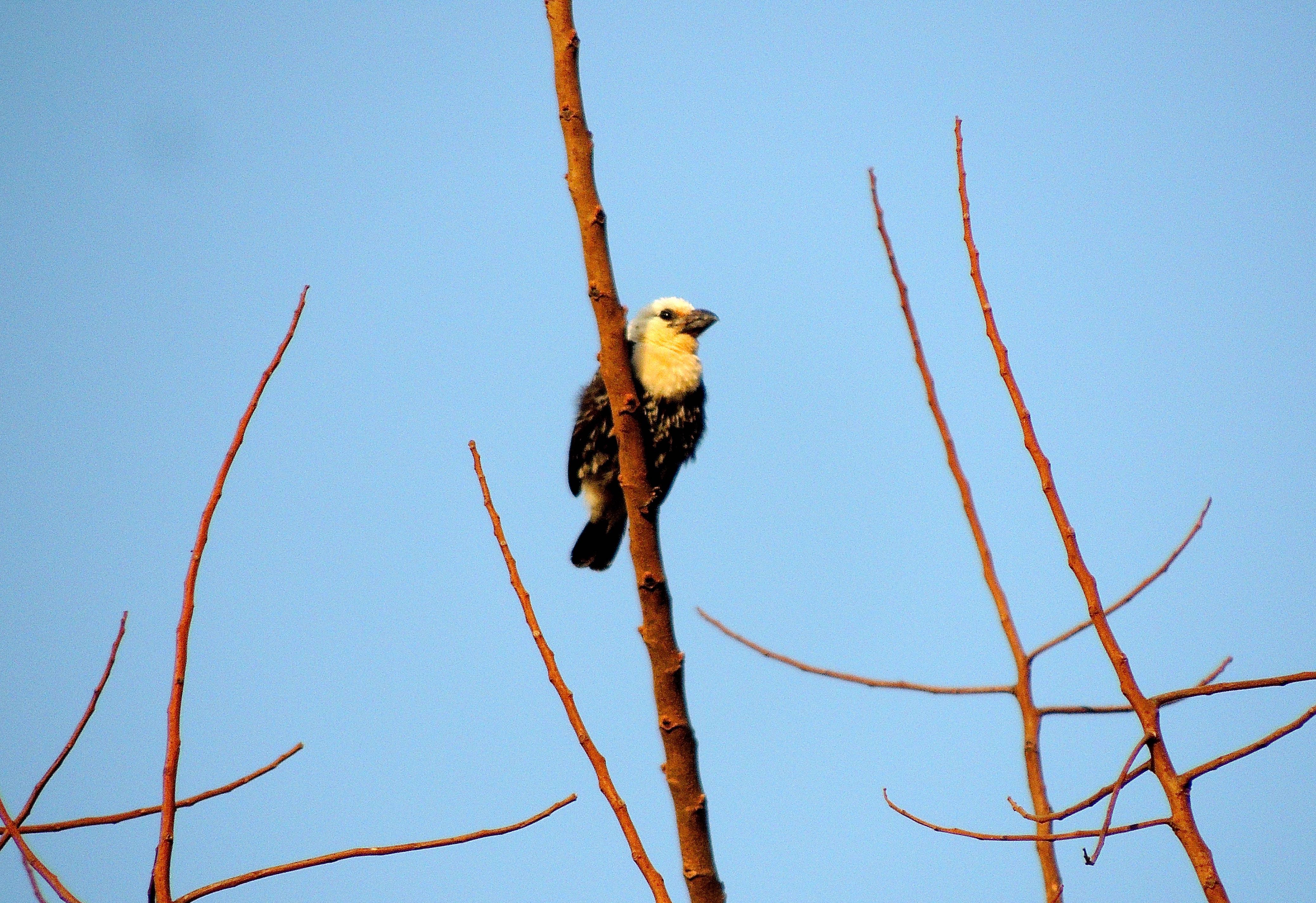 White-headed Barbet