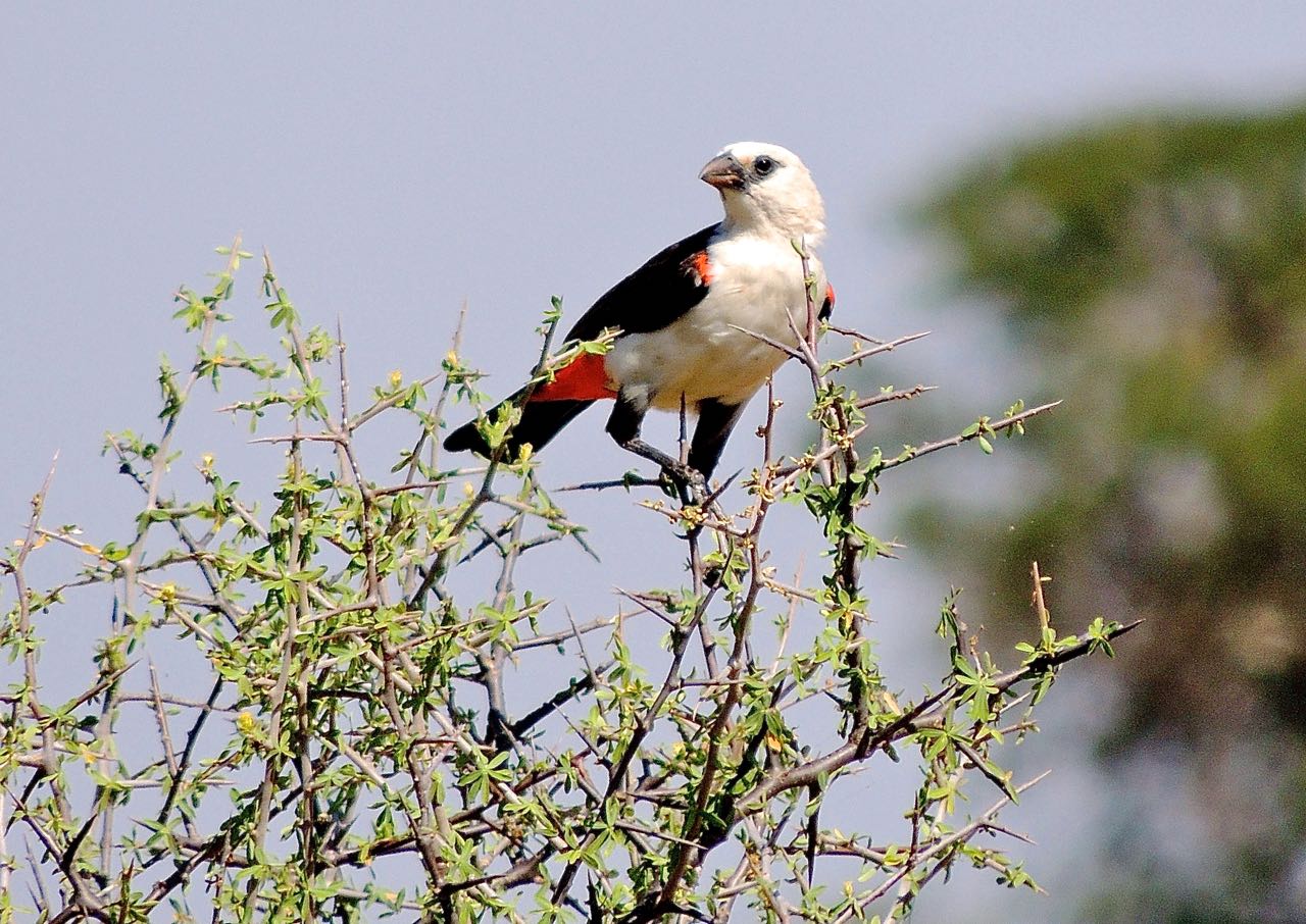 White-headed Buffalo-Weaver