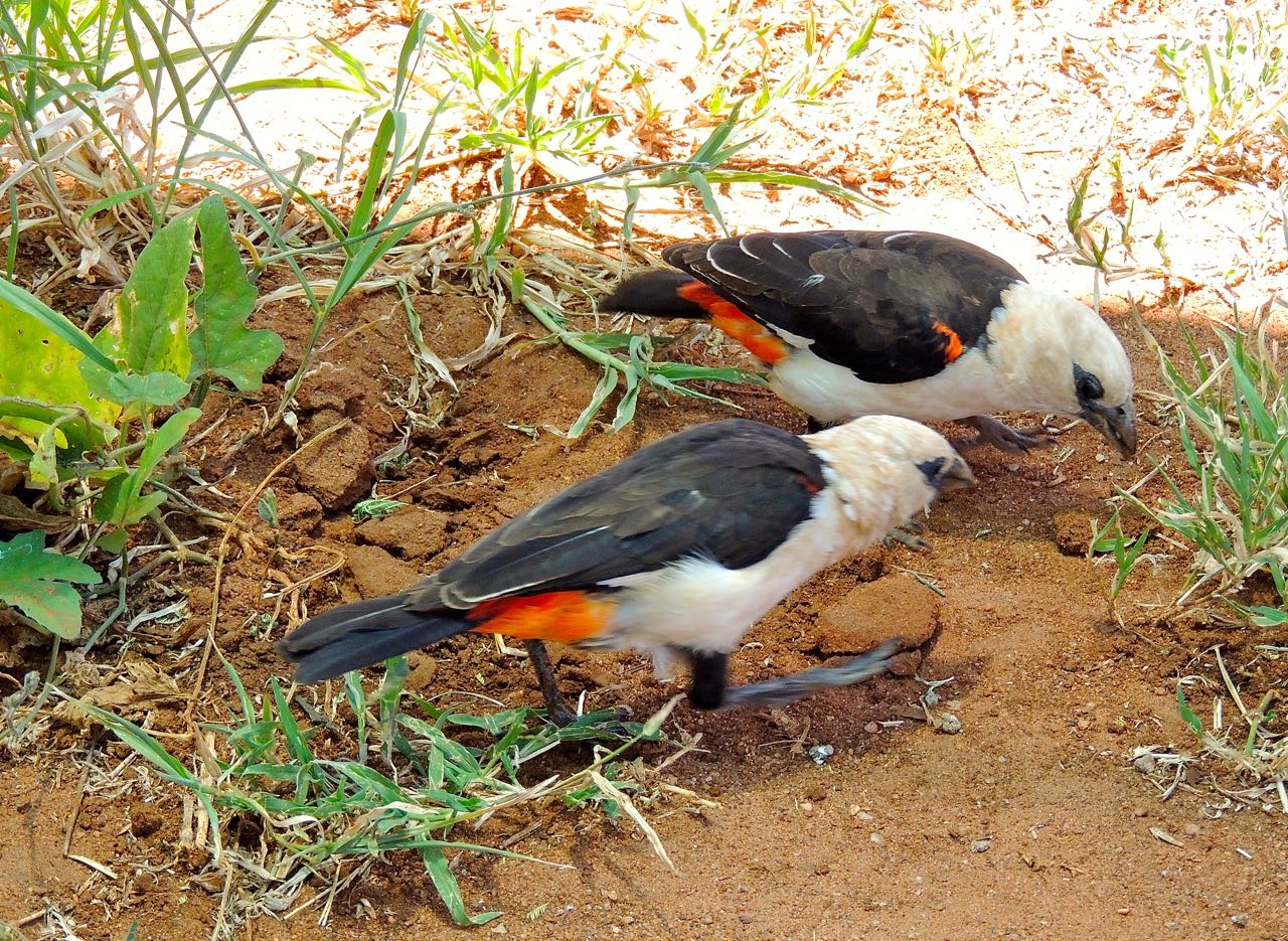 White-headed Buffalo-Weavers