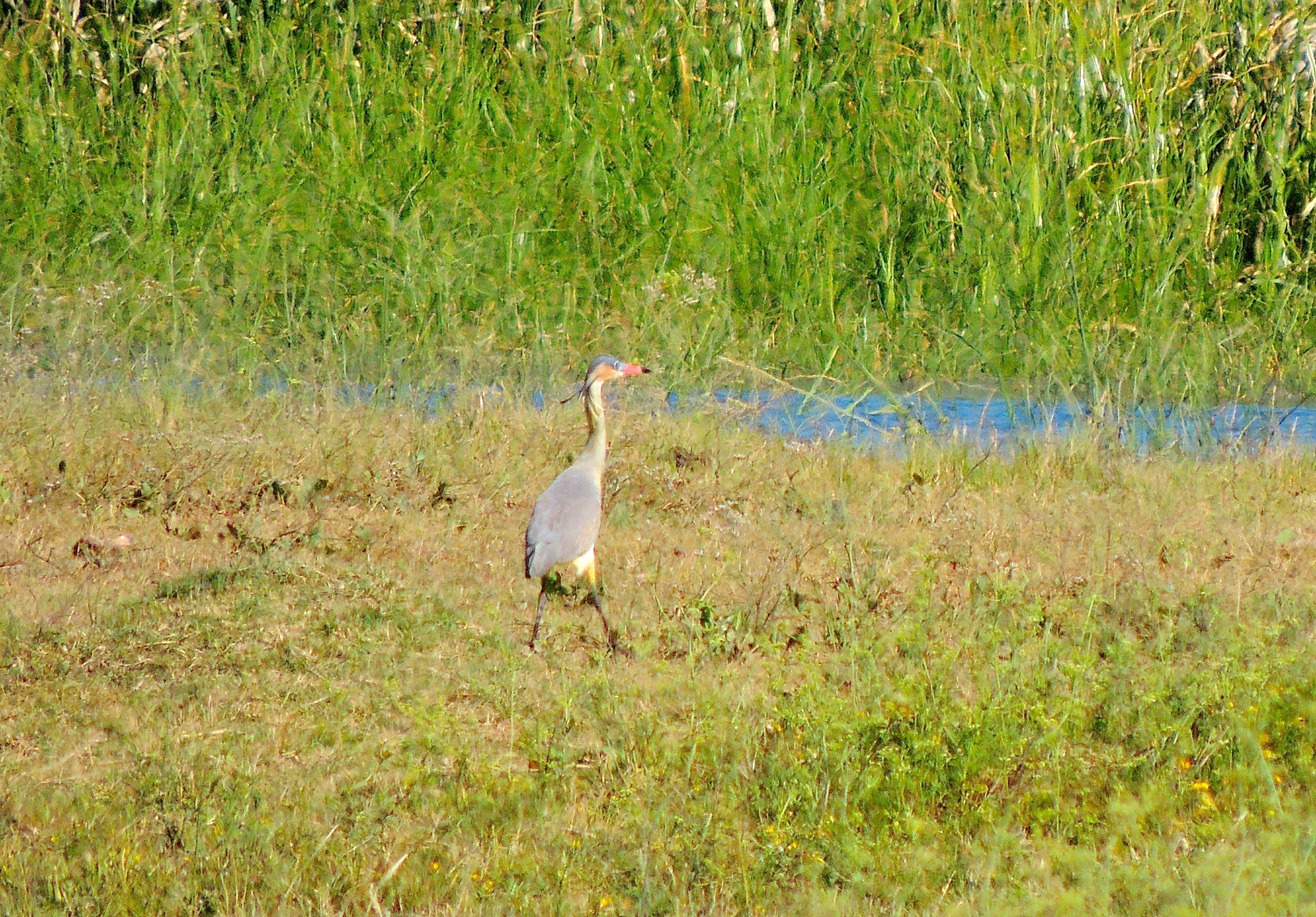 Whistling Heron