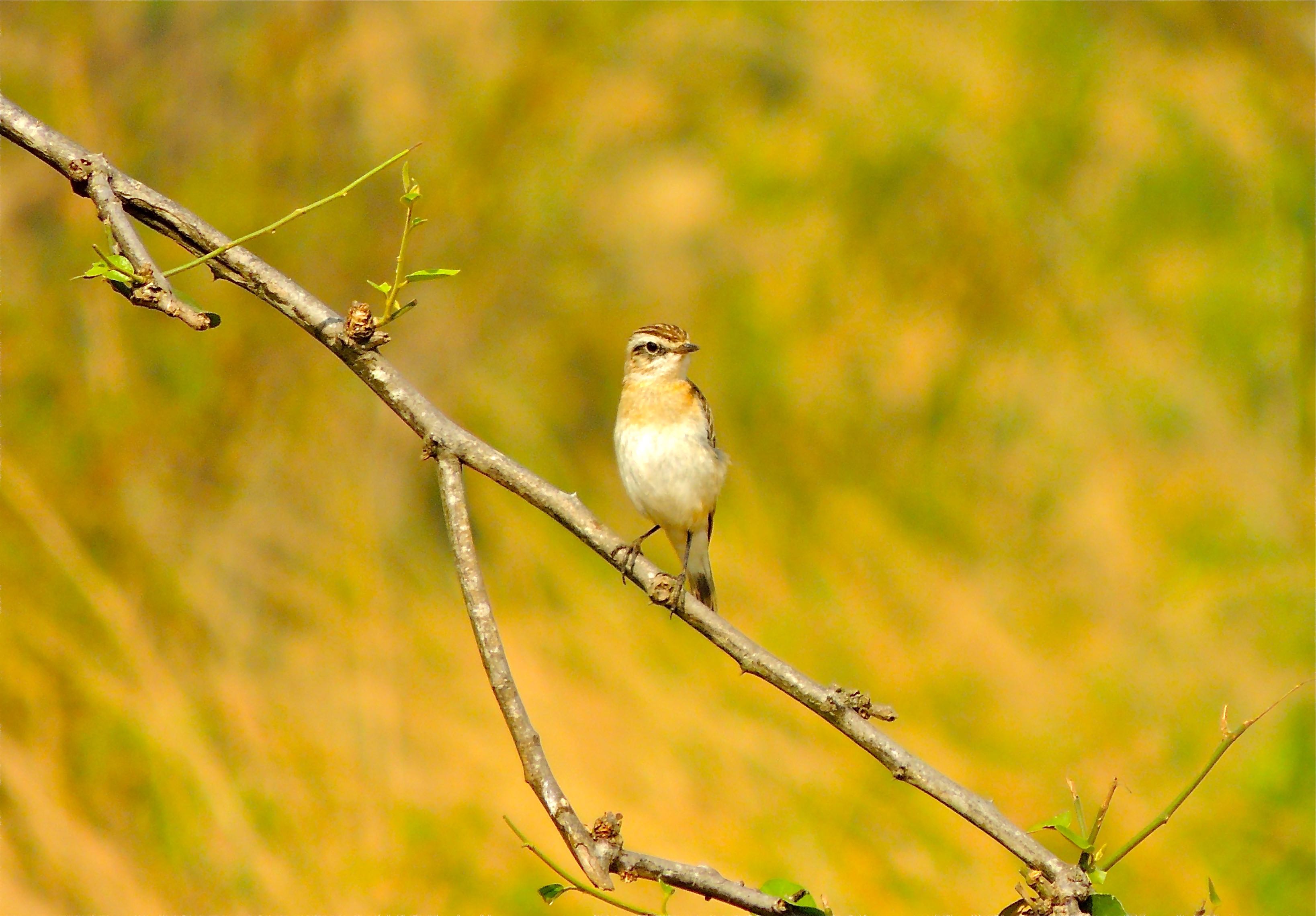 Whinchat