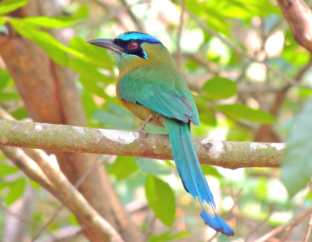 Whooping Motmot