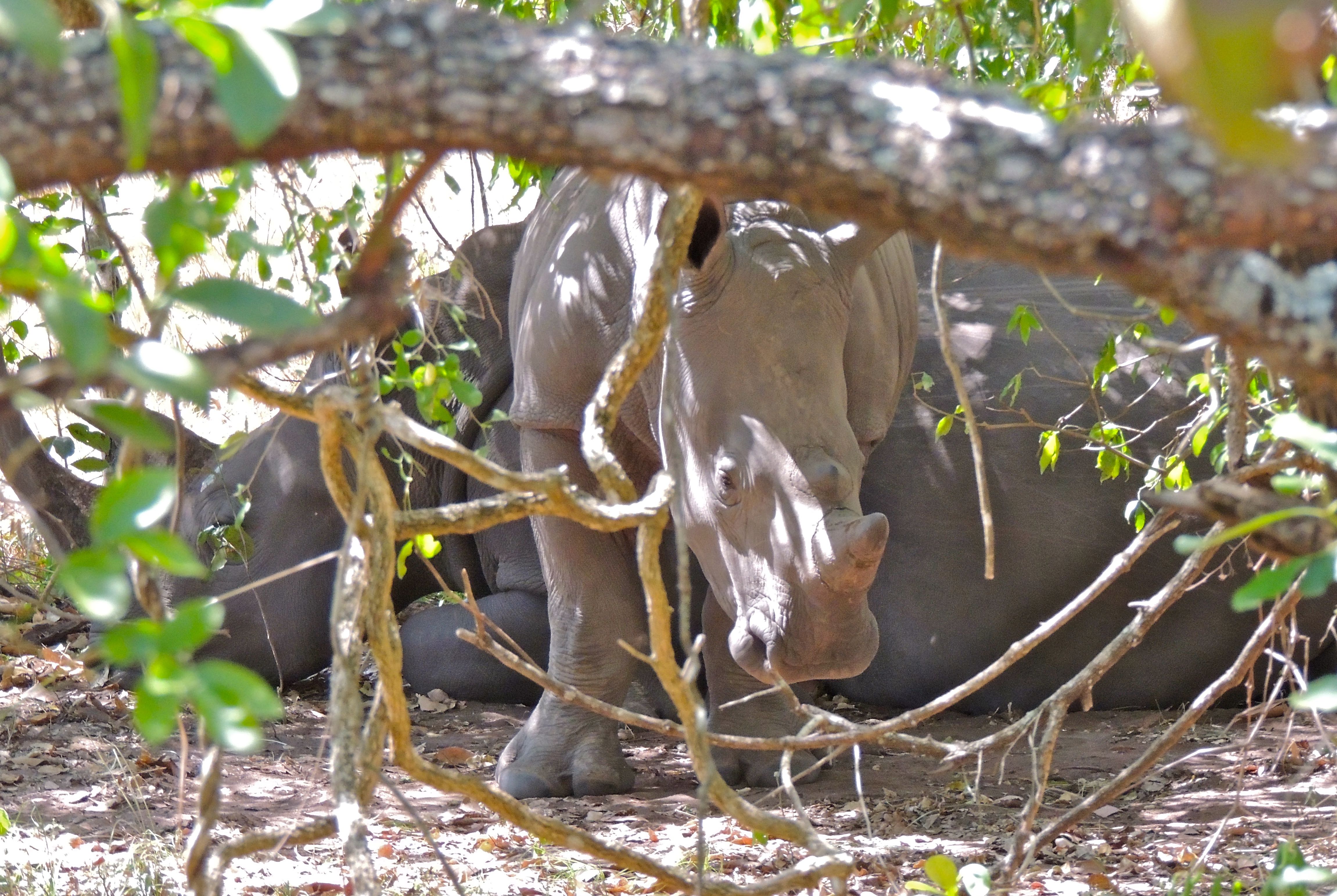 Southern White Rhinoceroses