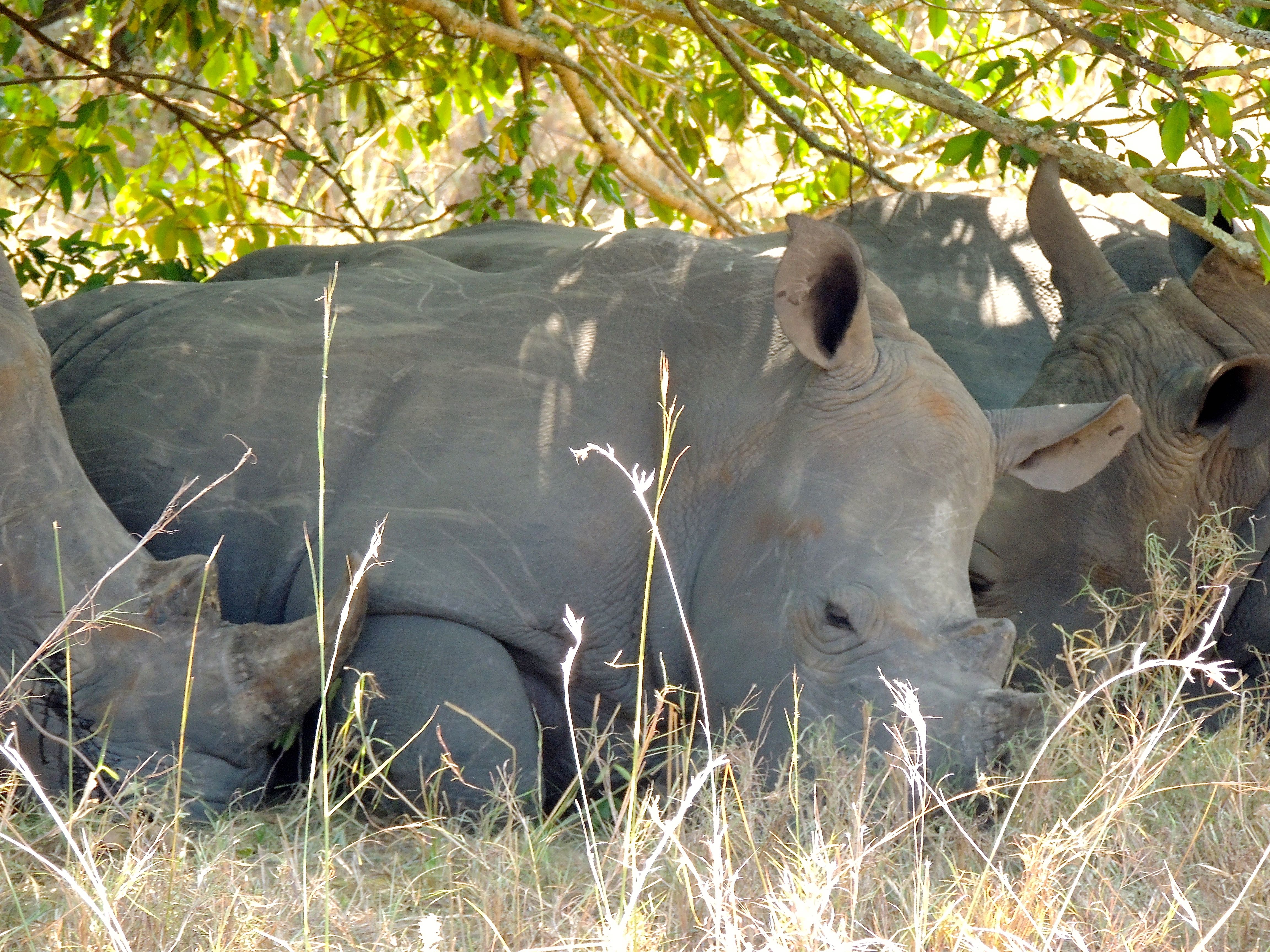 Southern White Rhinoceroses