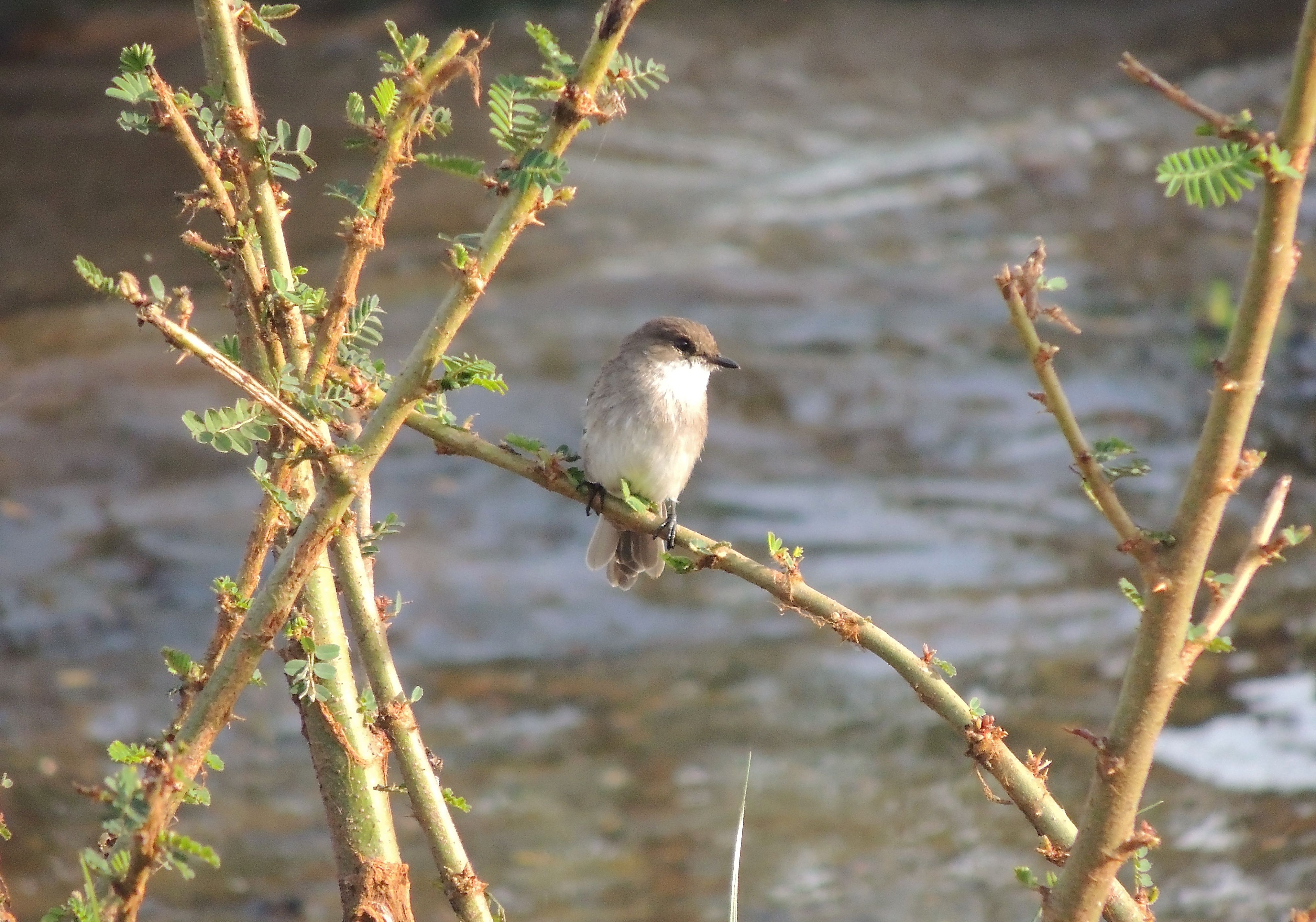 Winding Cisticola