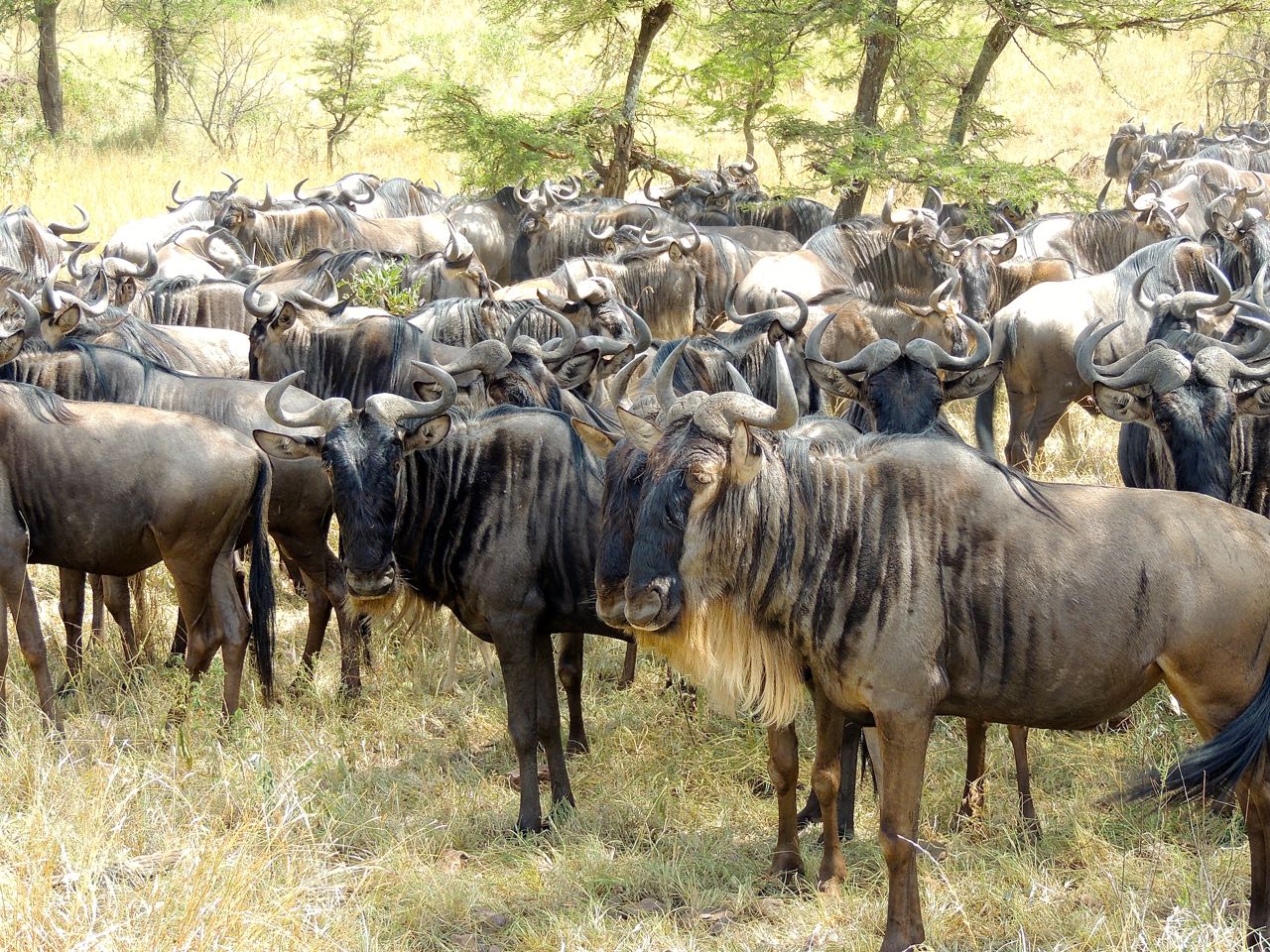 Wildebeests