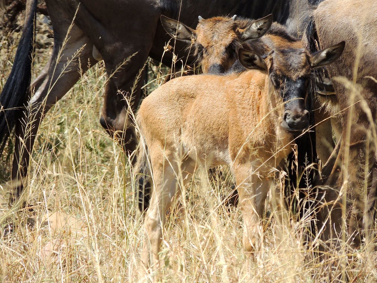 Wildebeests