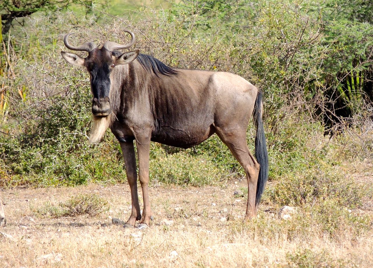 Wildebeest