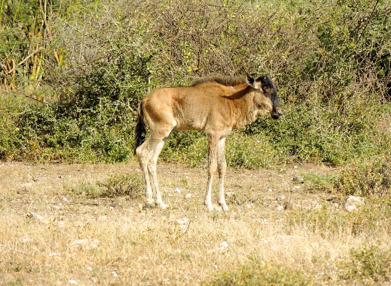 Wildebeest