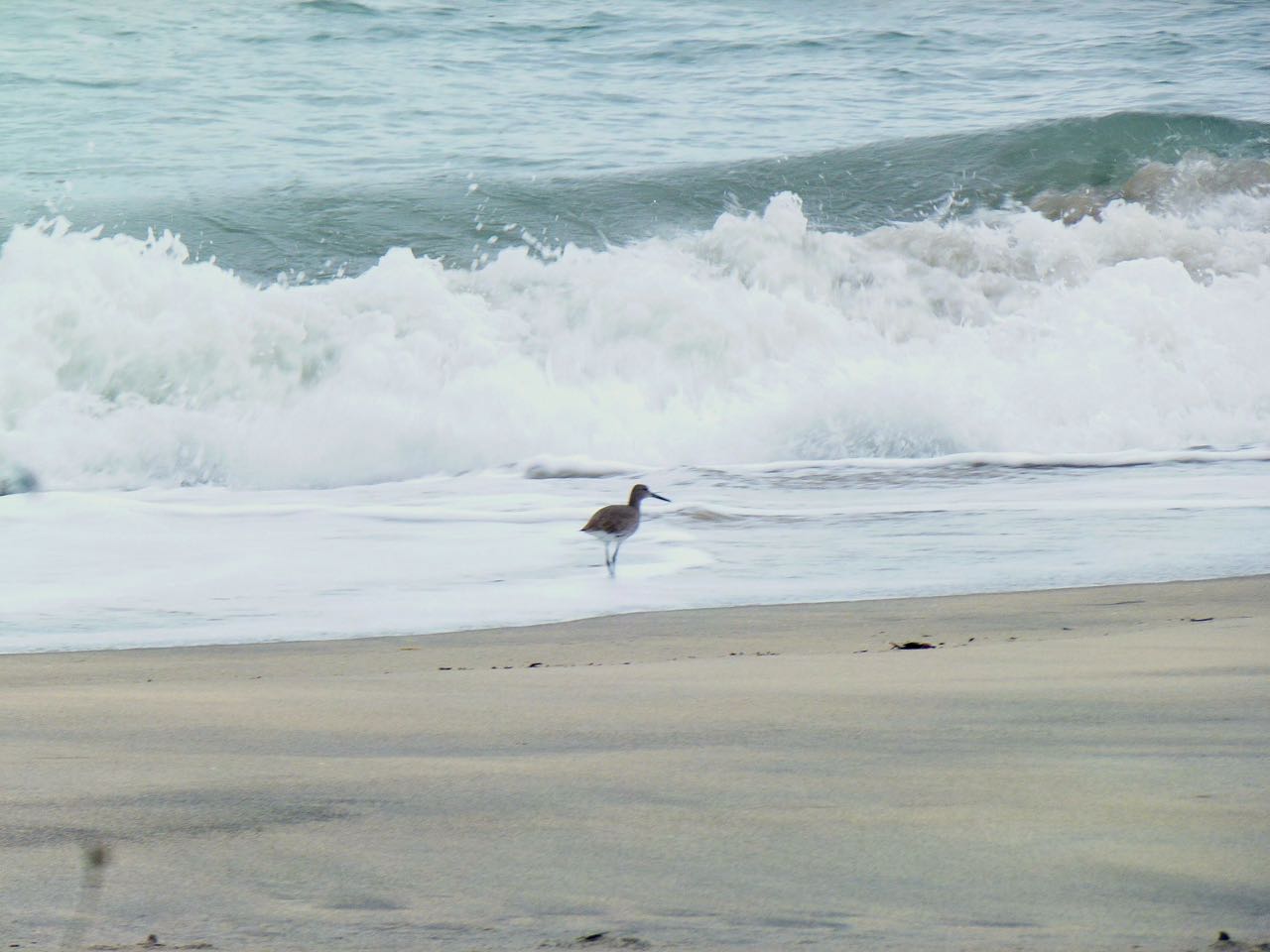 Willet