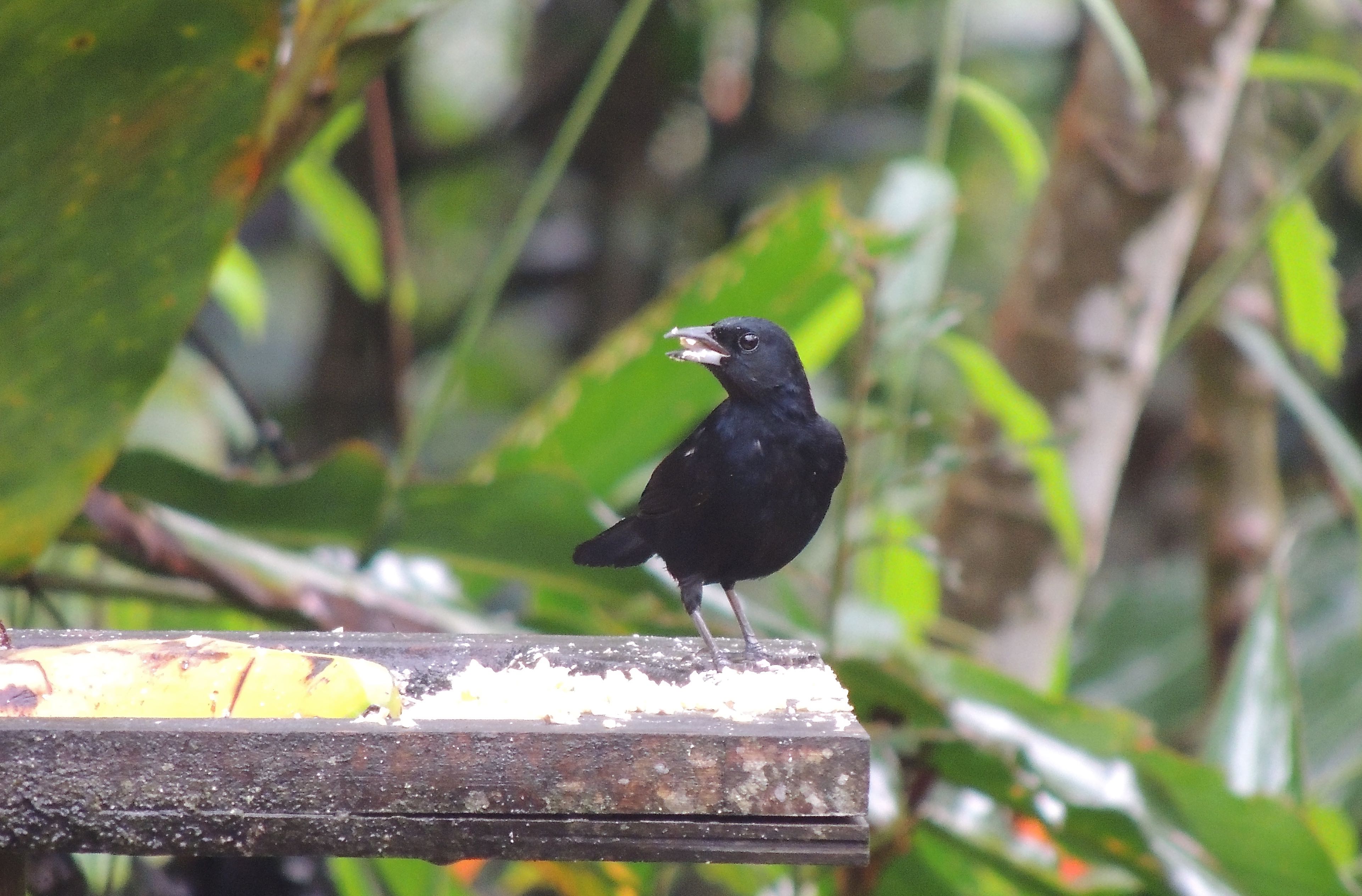 White-lined Tanager